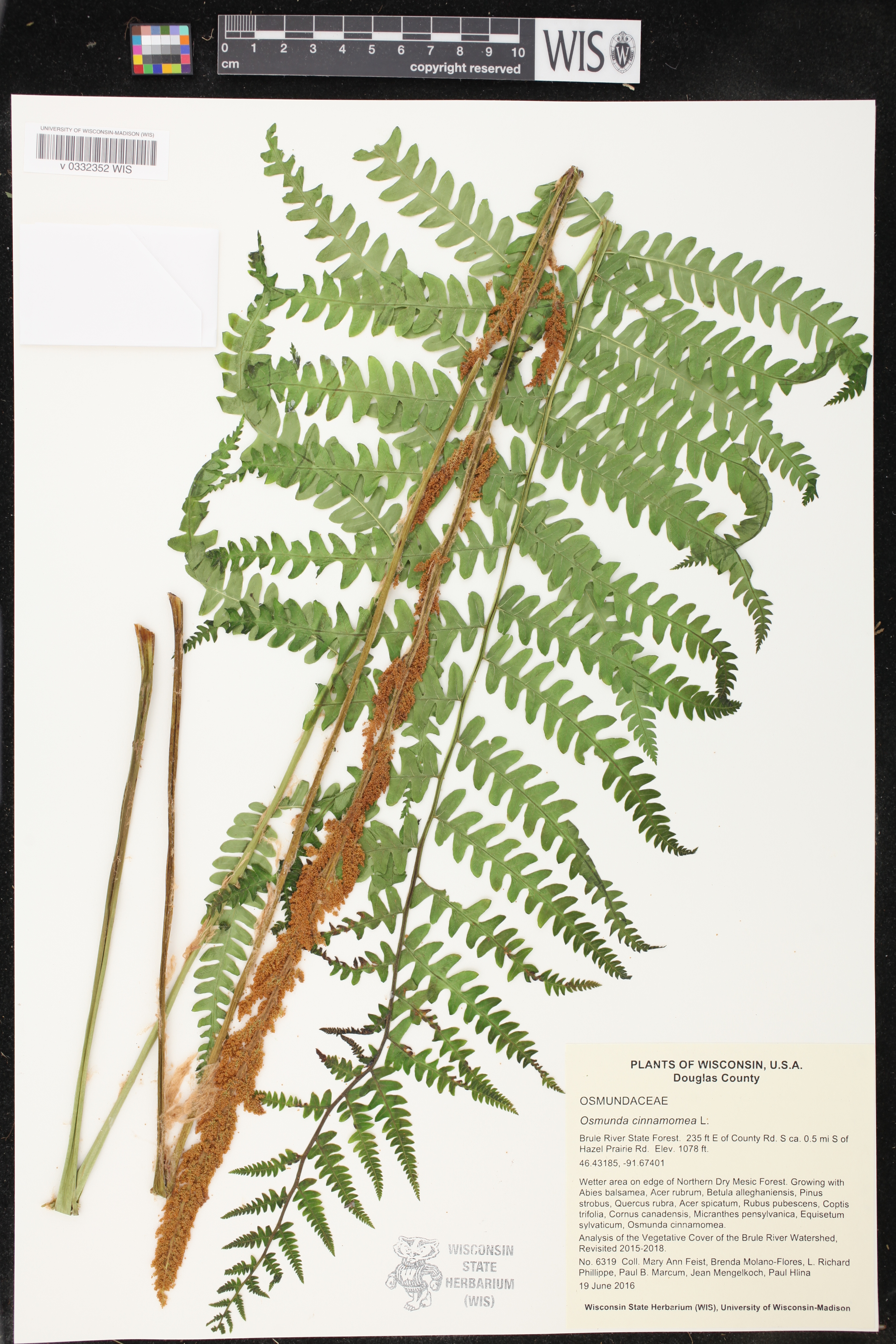 Osmunda cinnamomea image