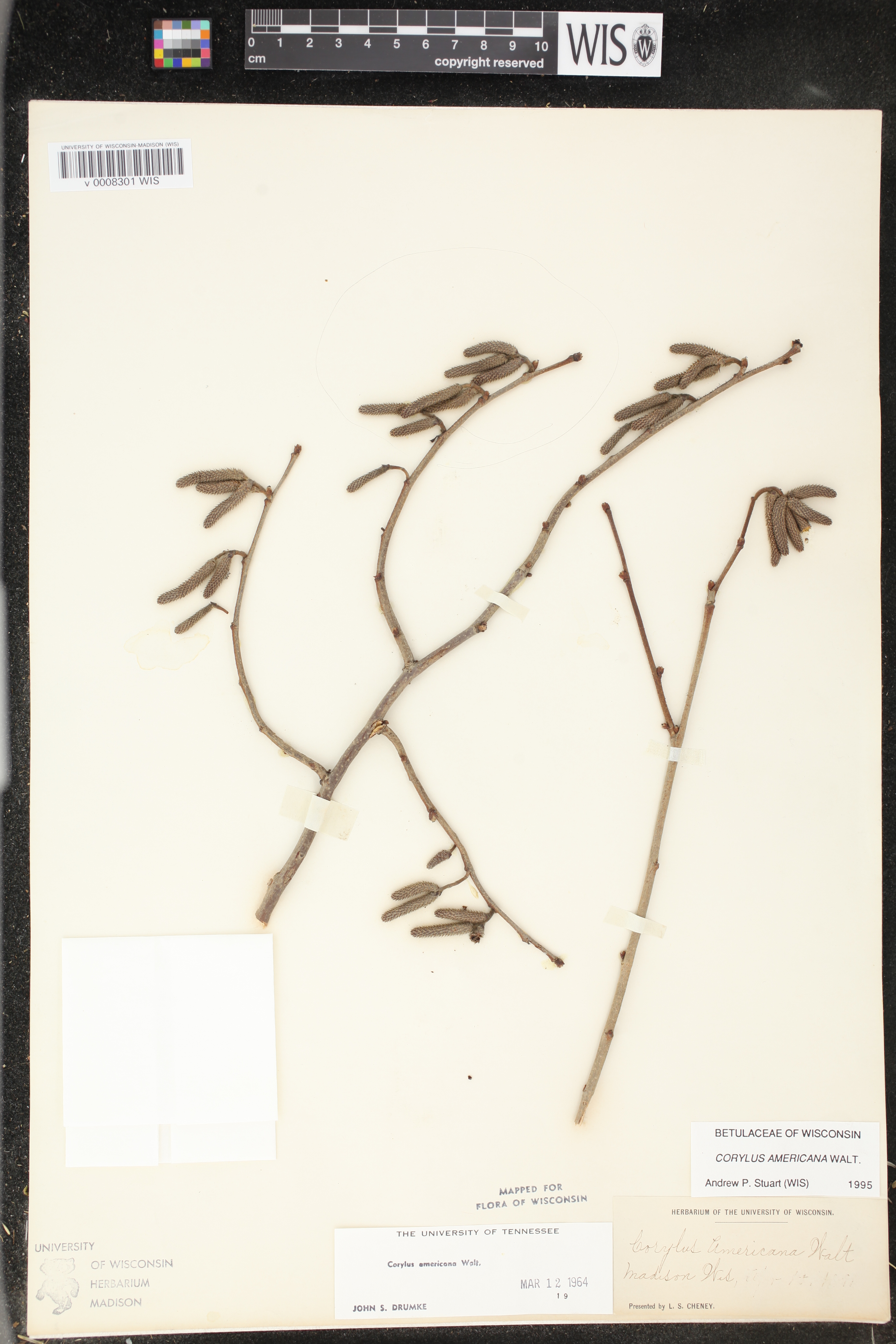Corylus americana image