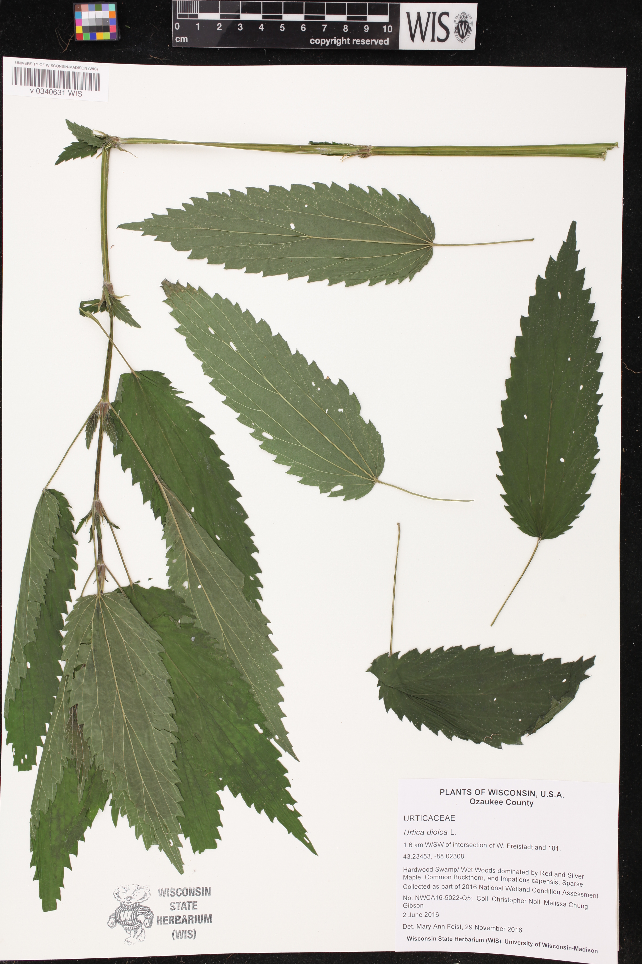 Urtica dioica image