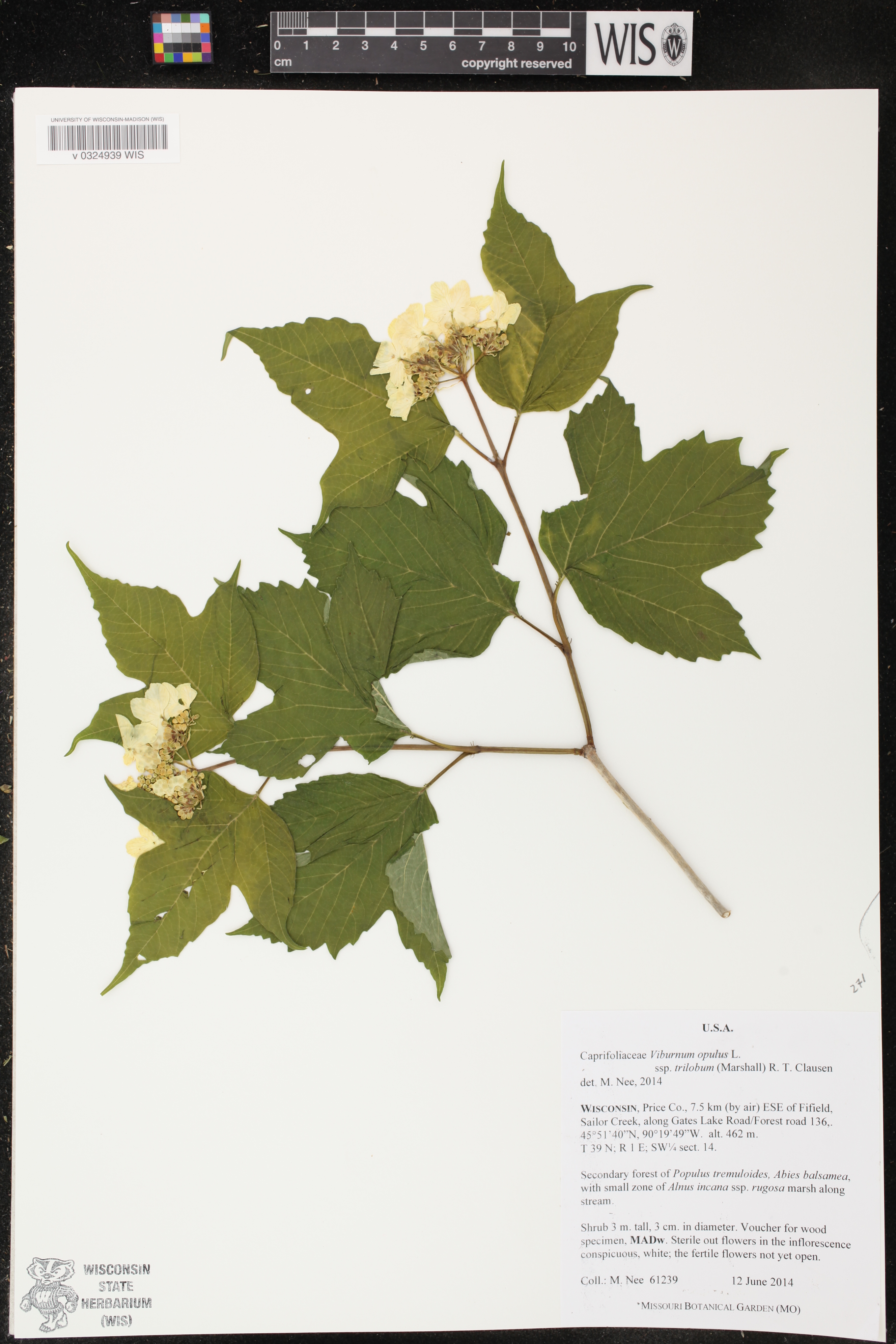 Viburnum trilobum image