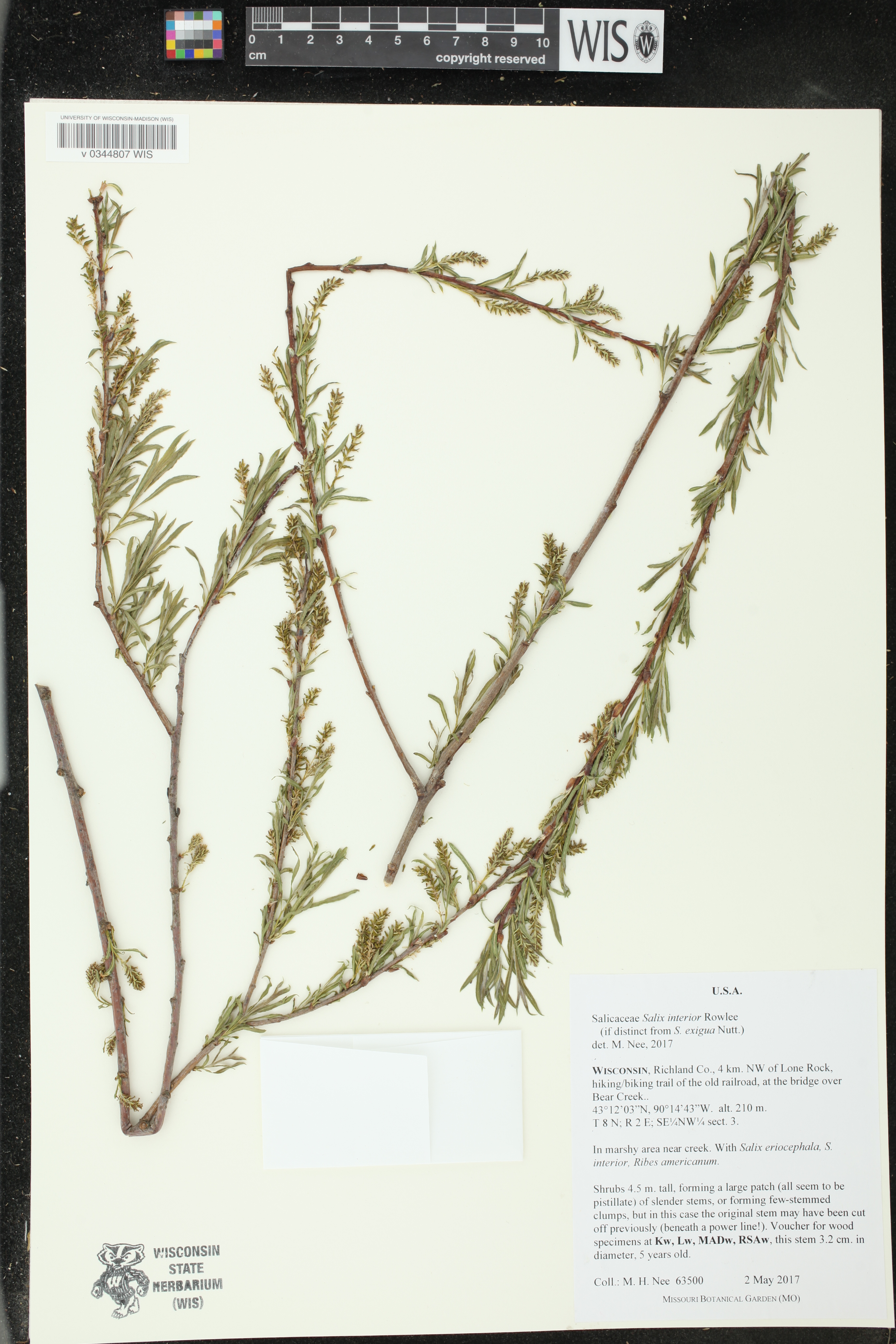 Salix interior image
