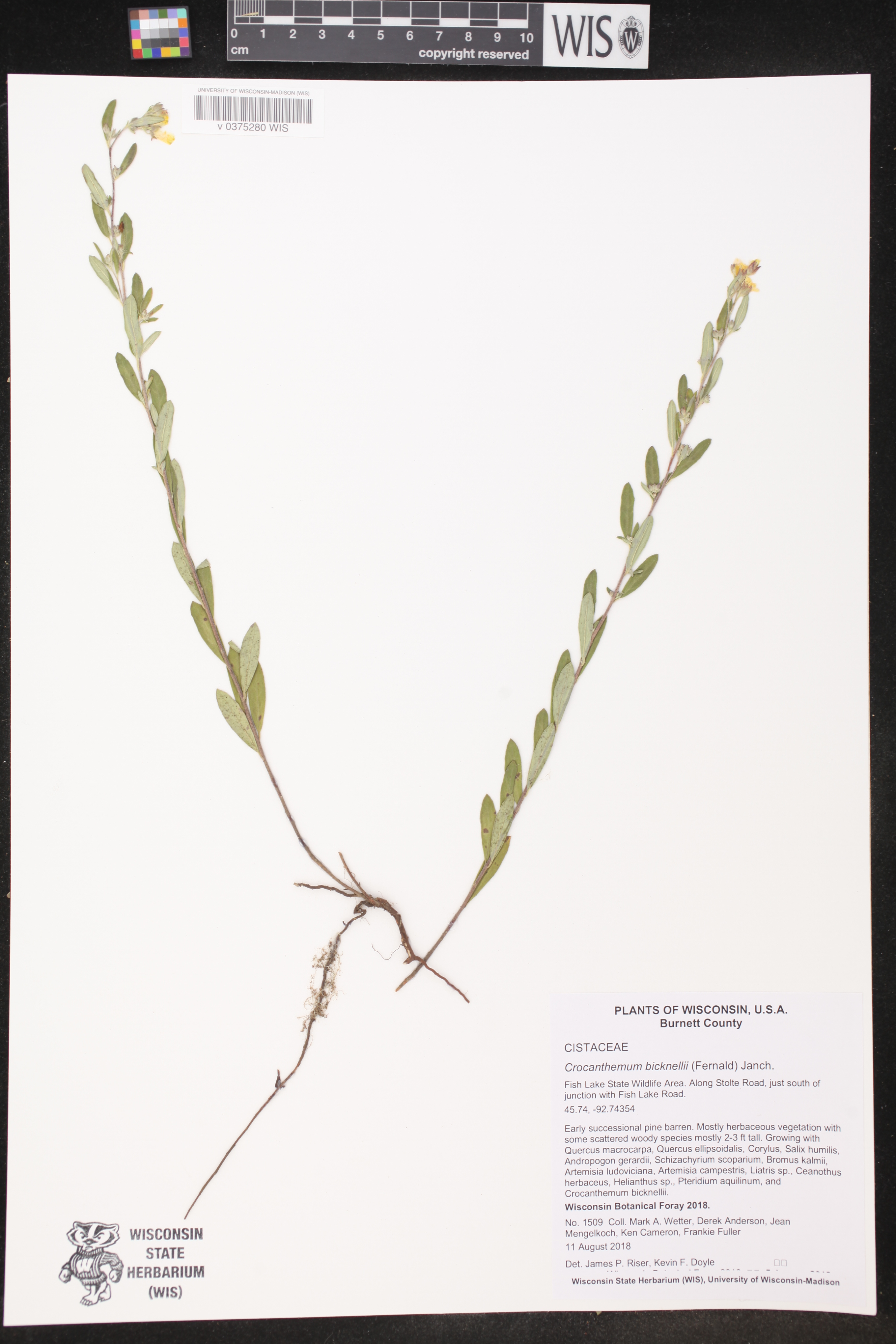 Crocanthemum bicknellii image