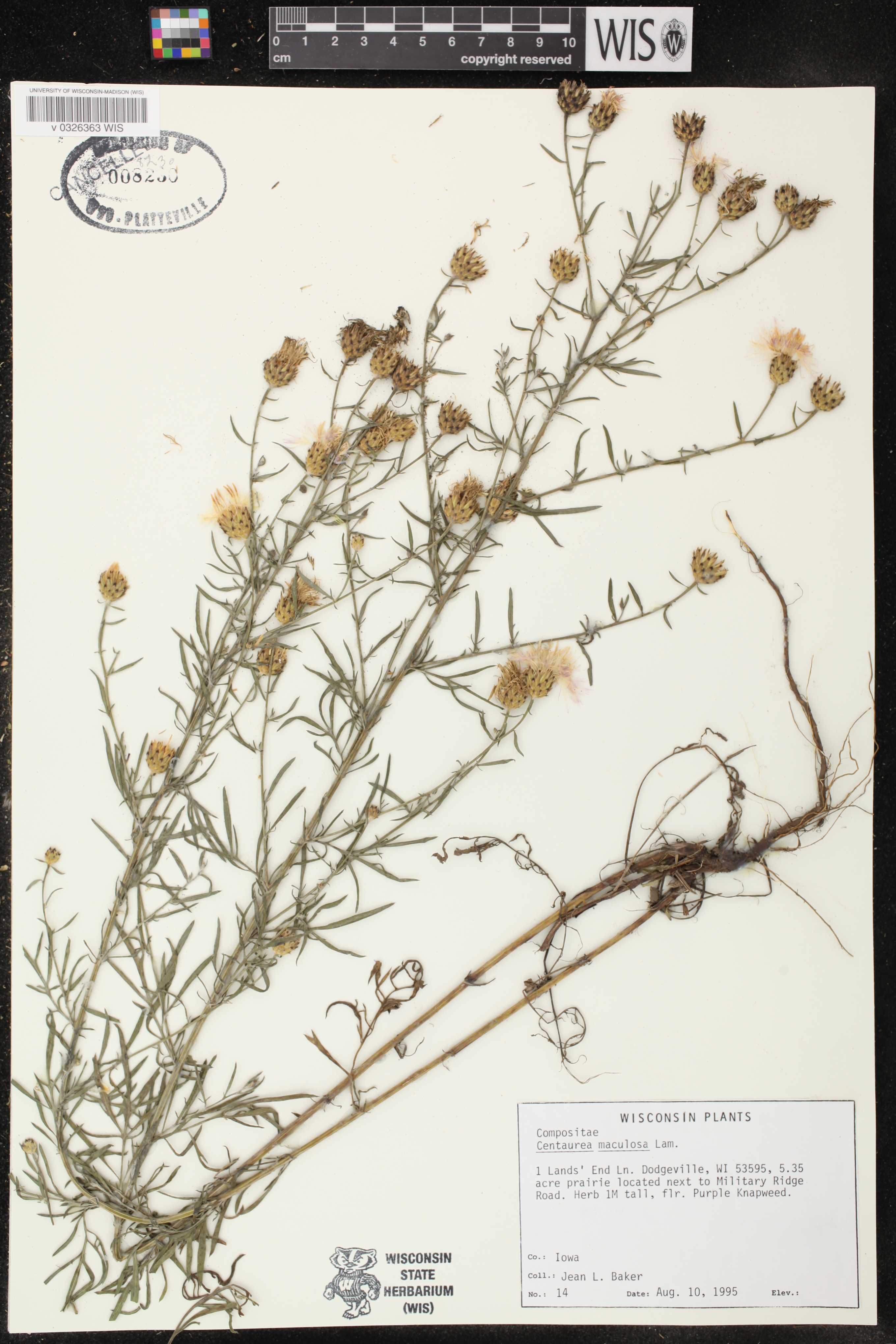 Centaurea stoebe subsp. micranthos image