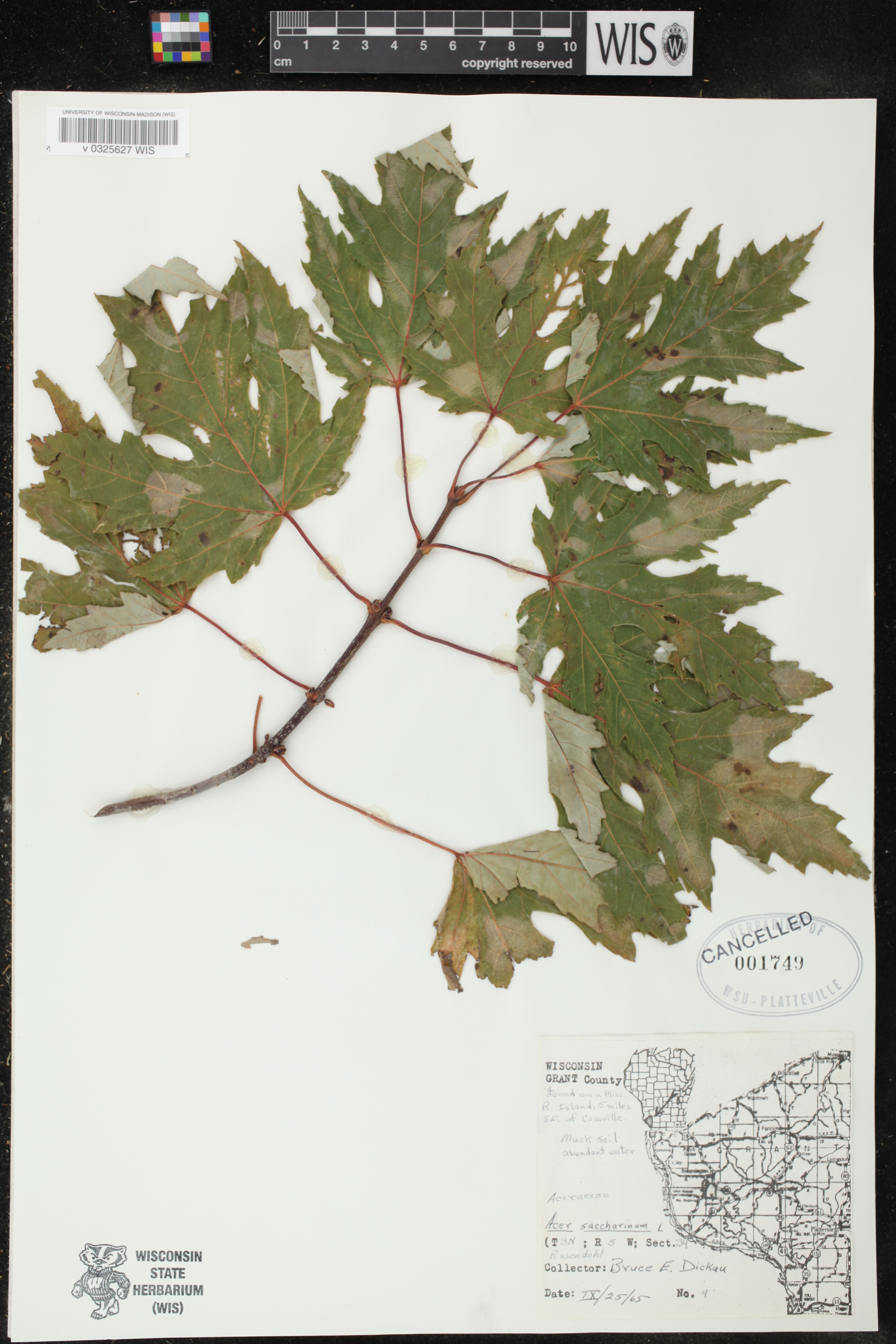 Acer saccharinum image