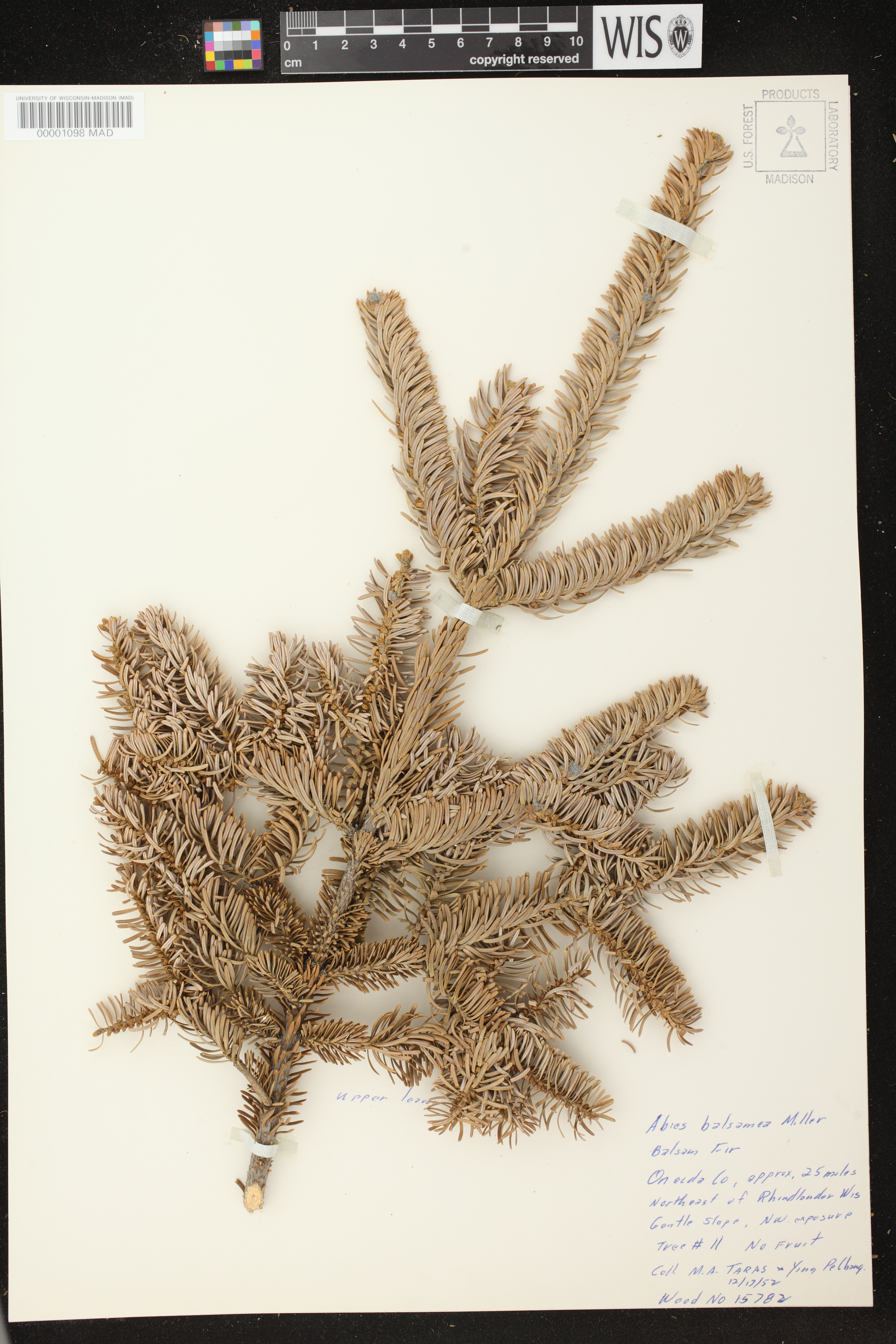 Abies balsamea image