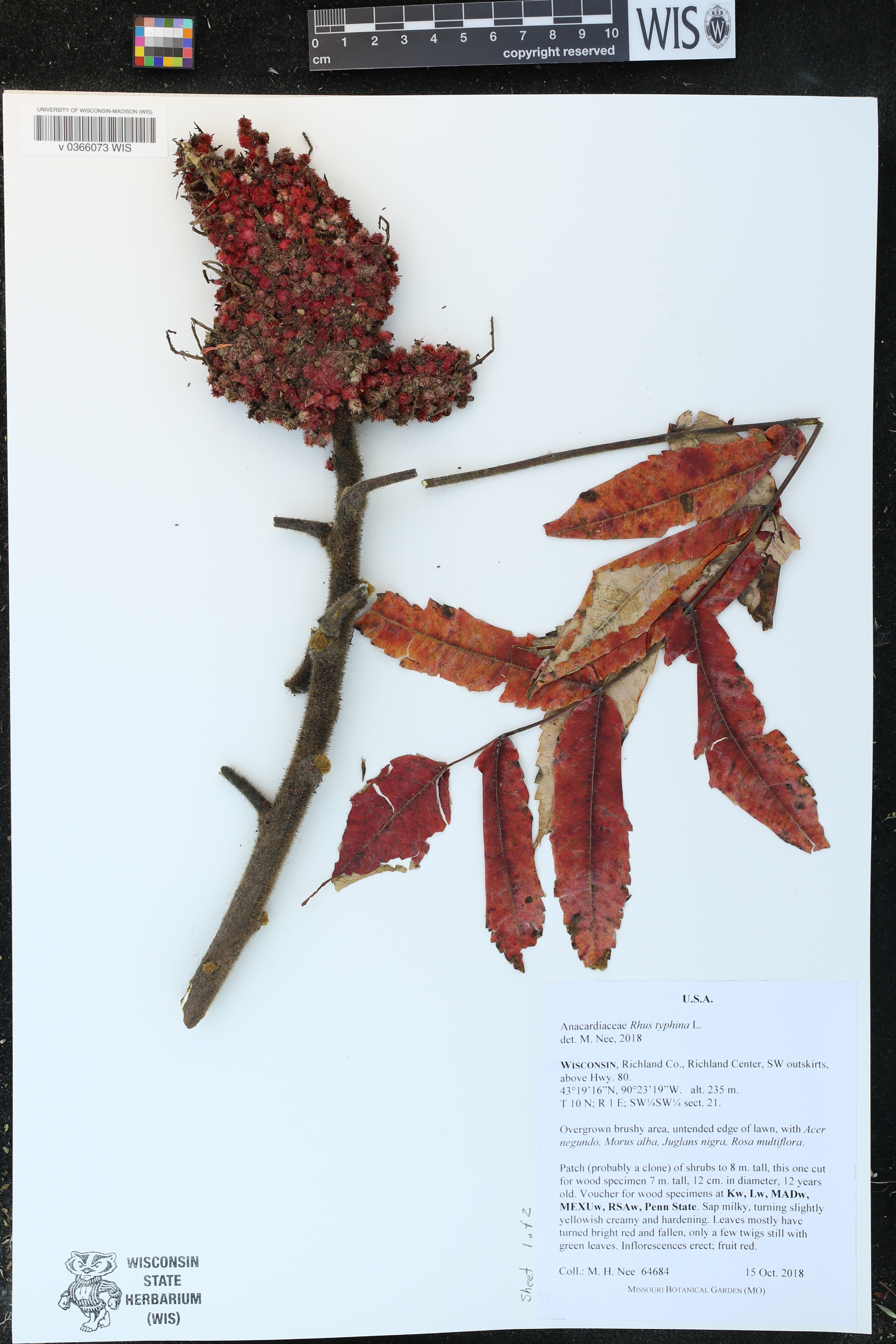 Rhus typhina image