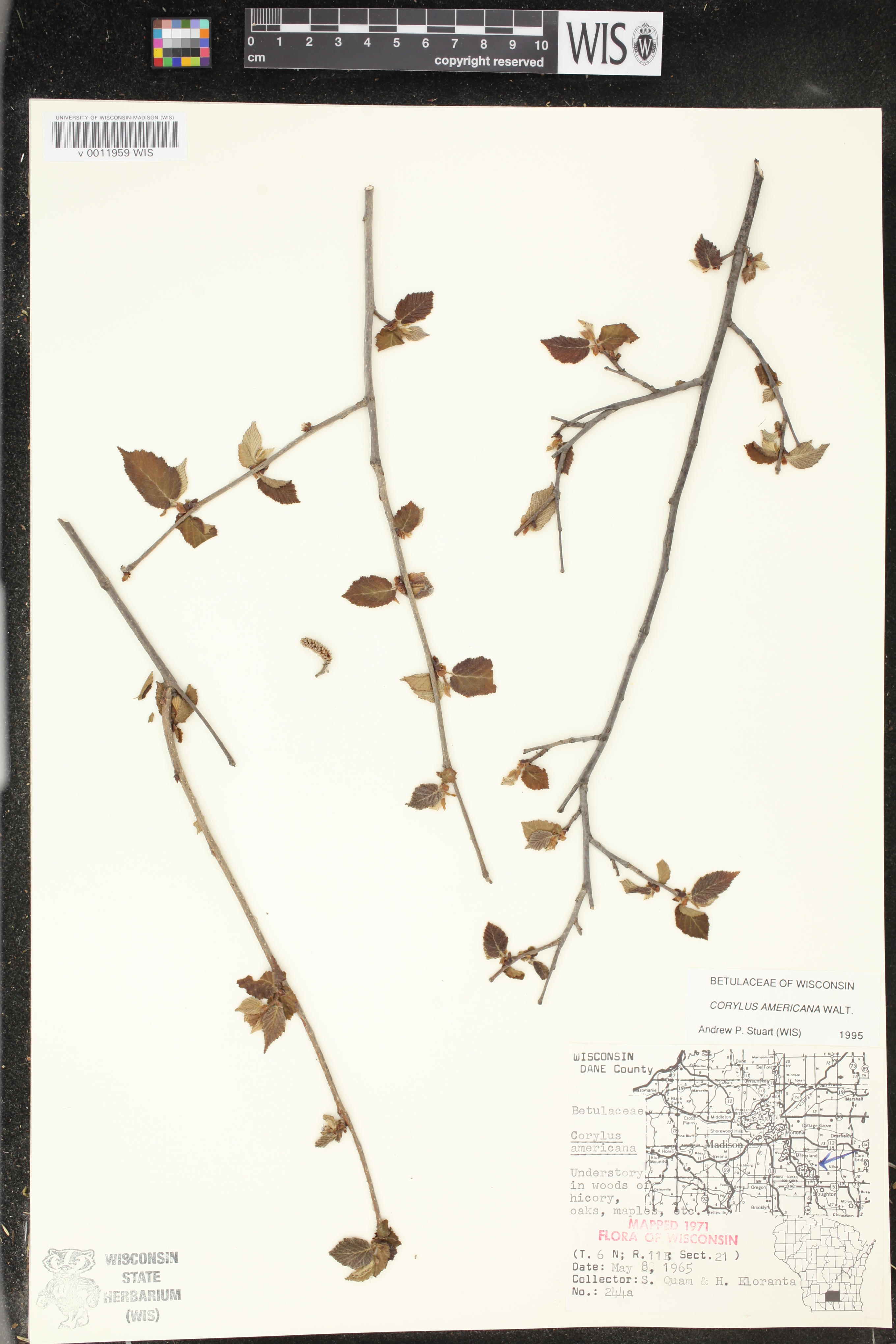 Corylus americana image