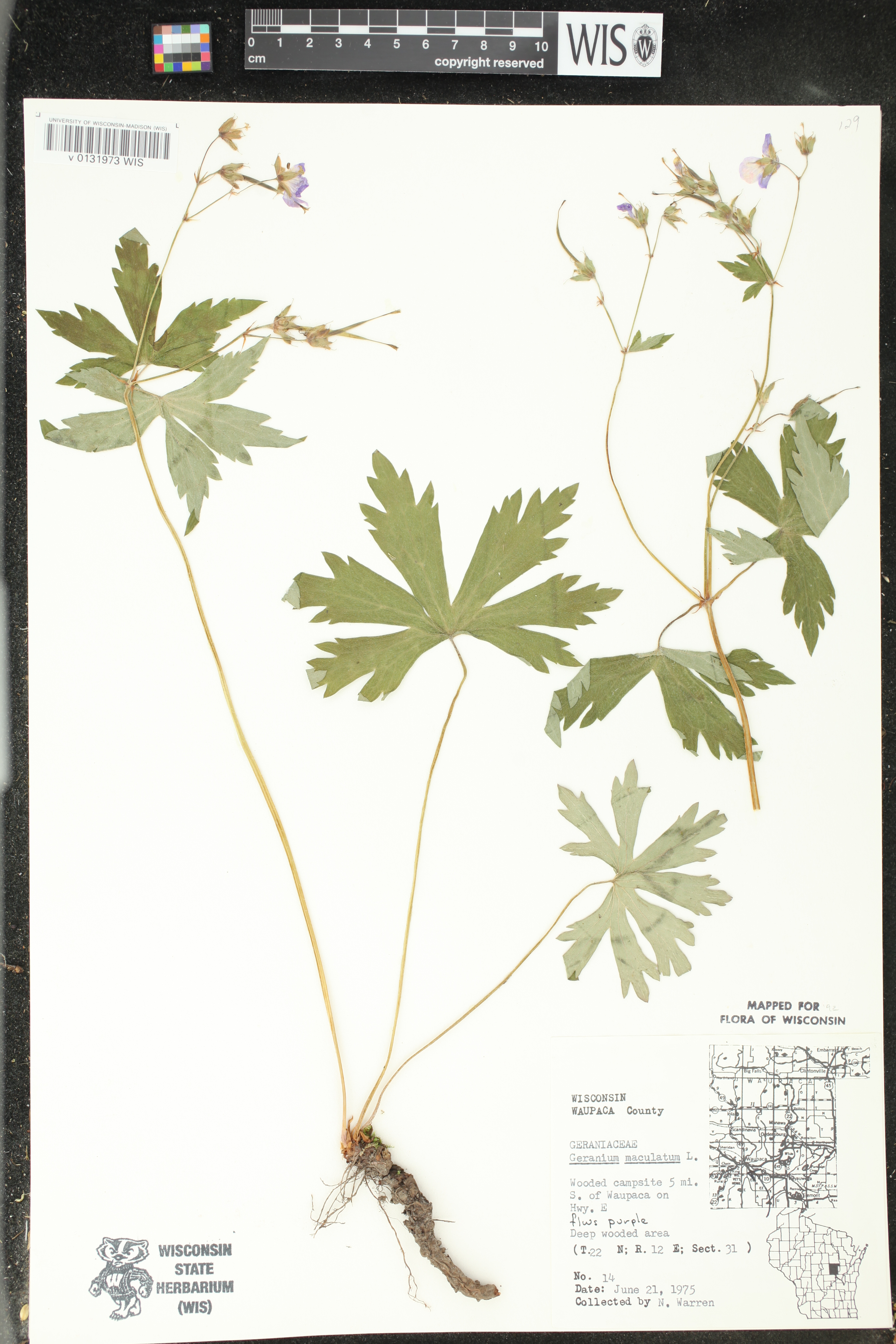 Geranium maculatum image