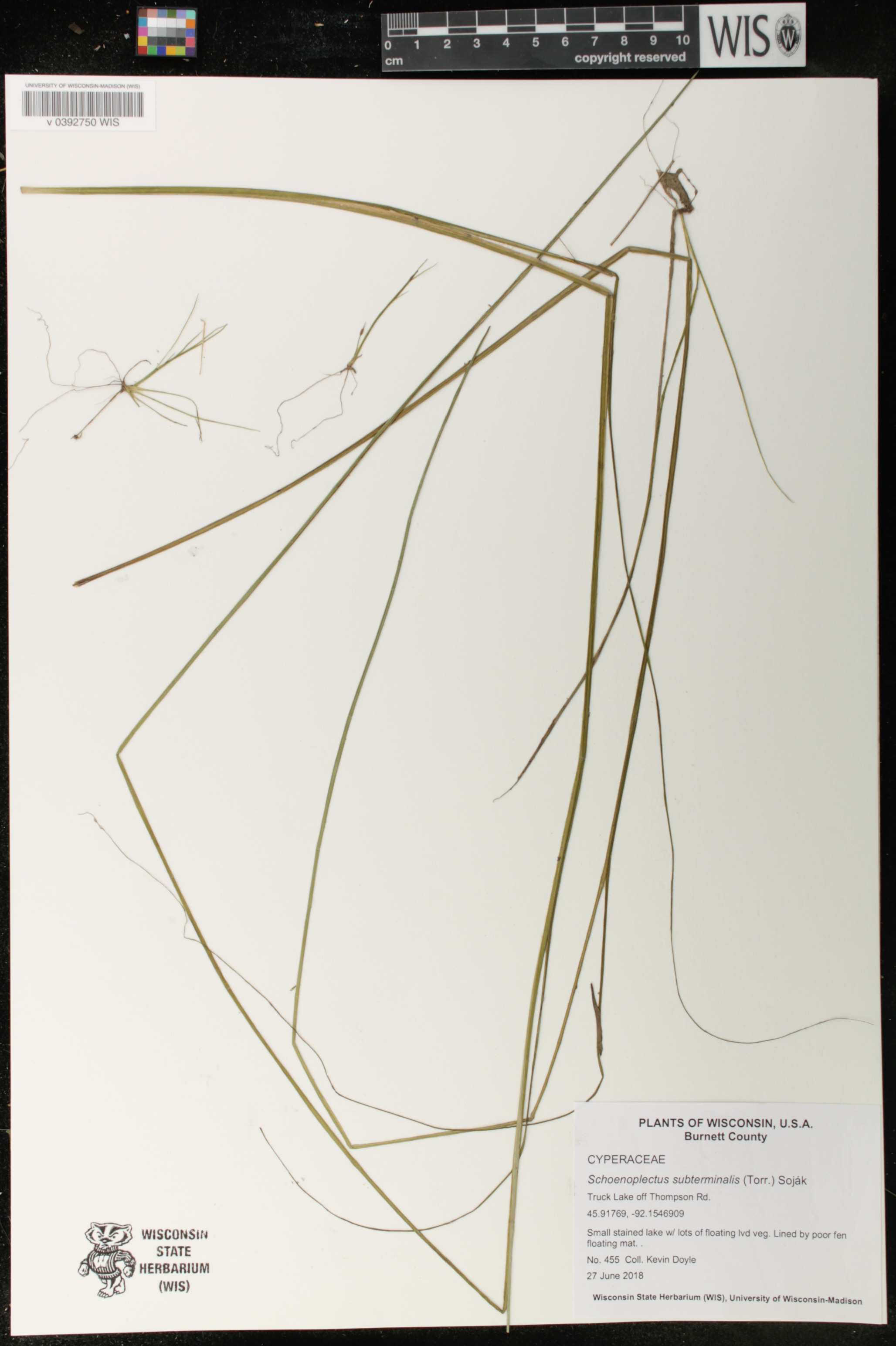 Schoenoplectus subterminalis image