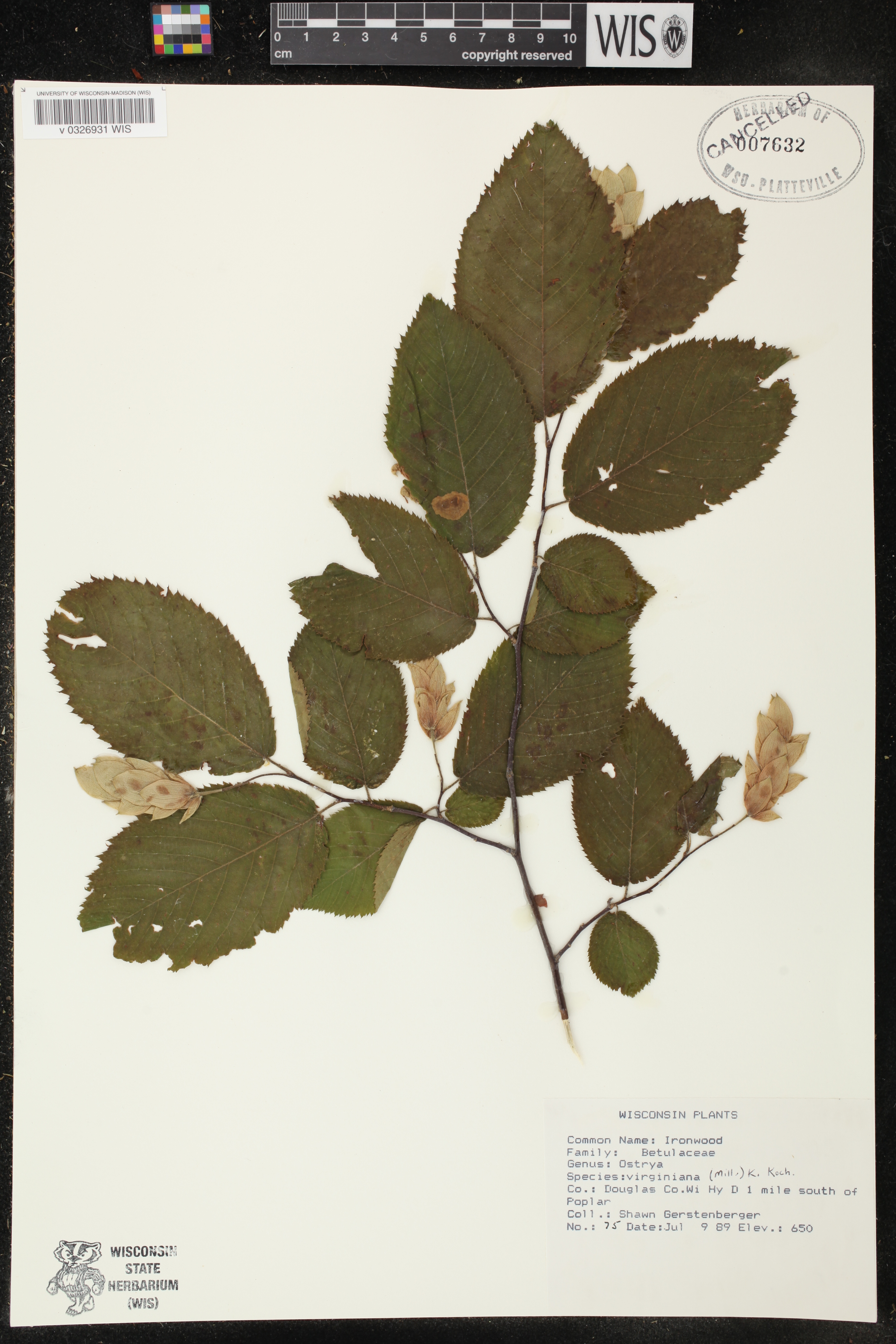 Ostrya virginiana image