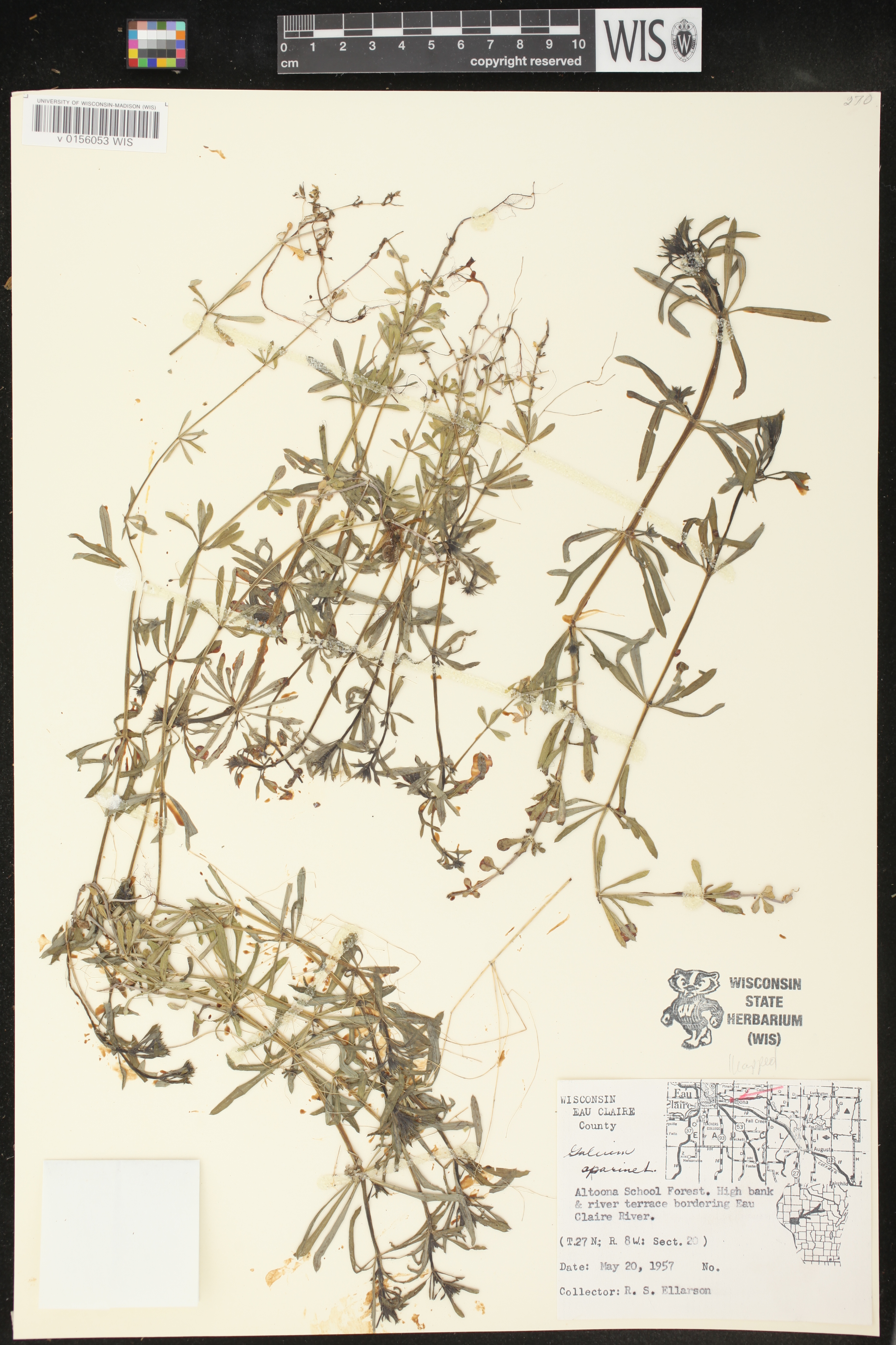Galium aparine image