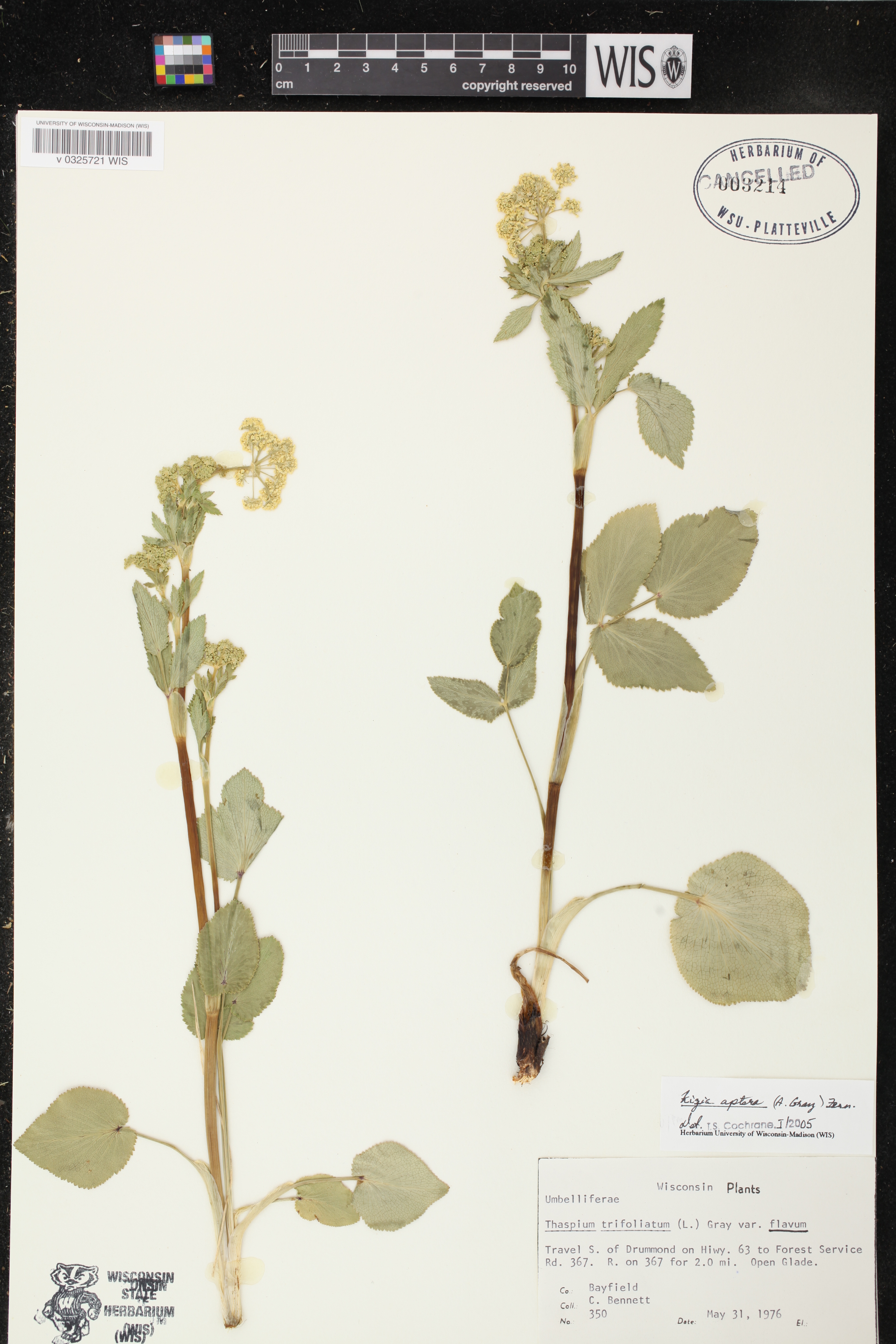 Zizia aptera image