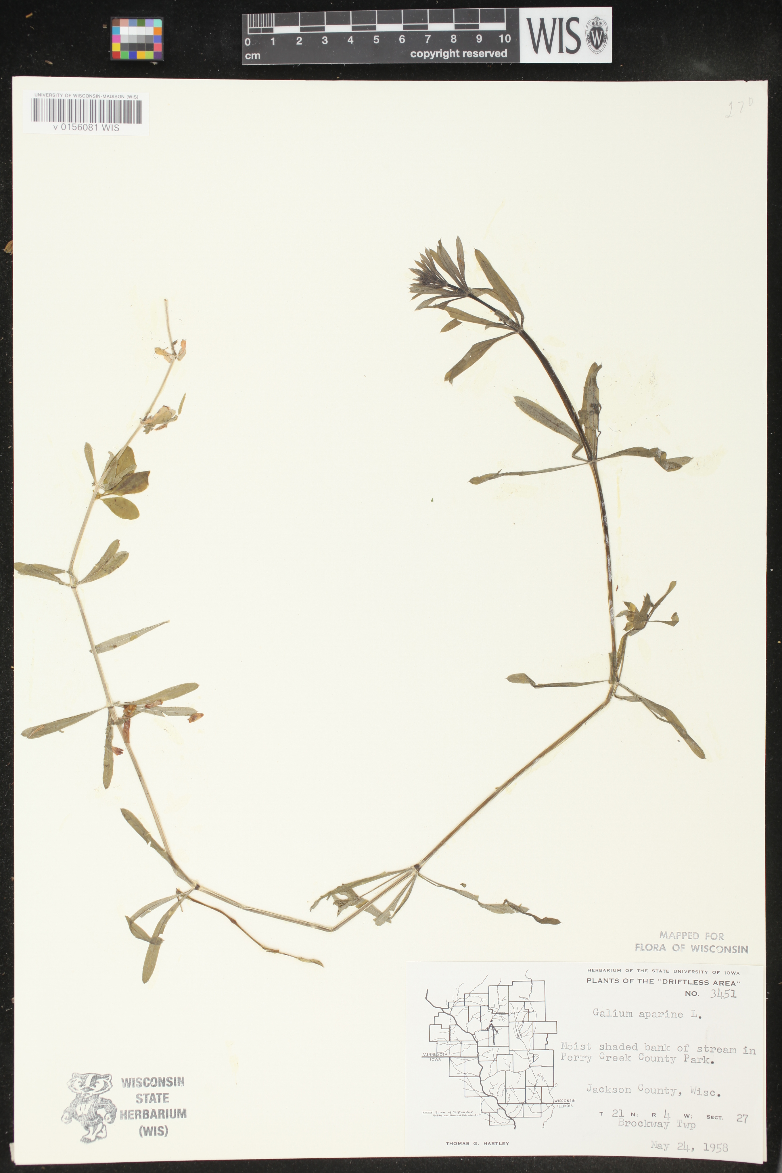 Galium aparine image
