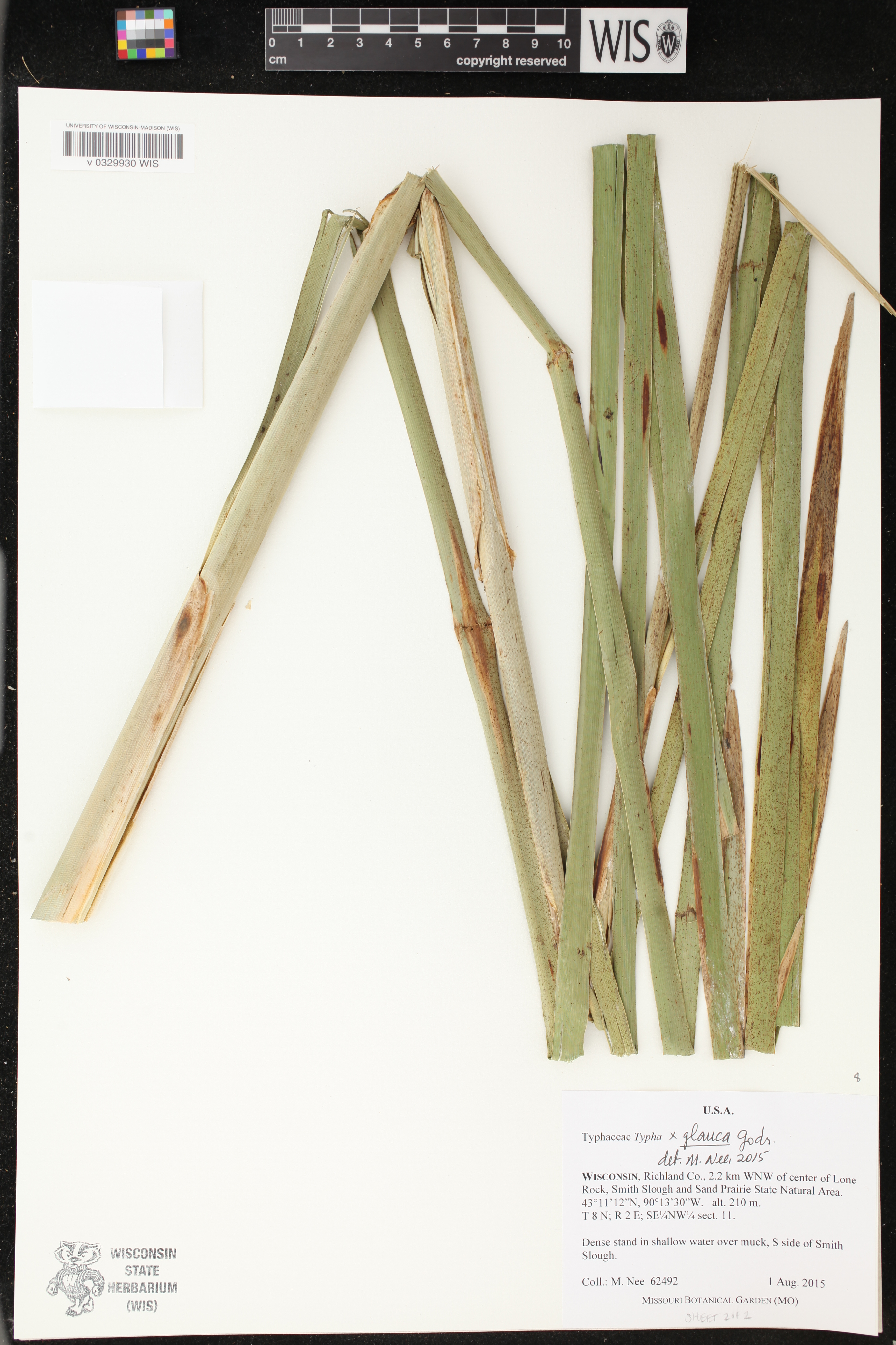 Typha X glauca image