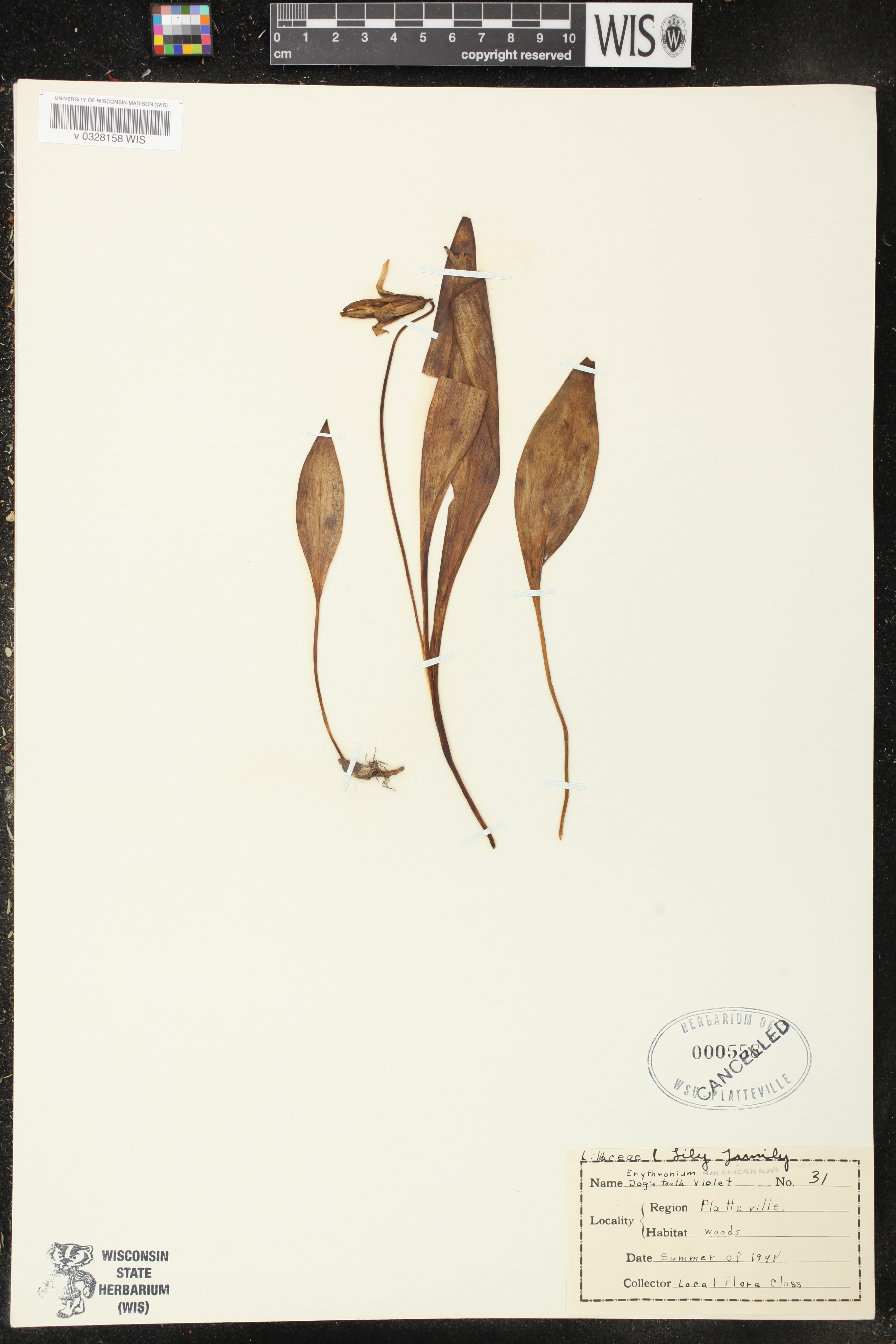 Erythronium americanum image