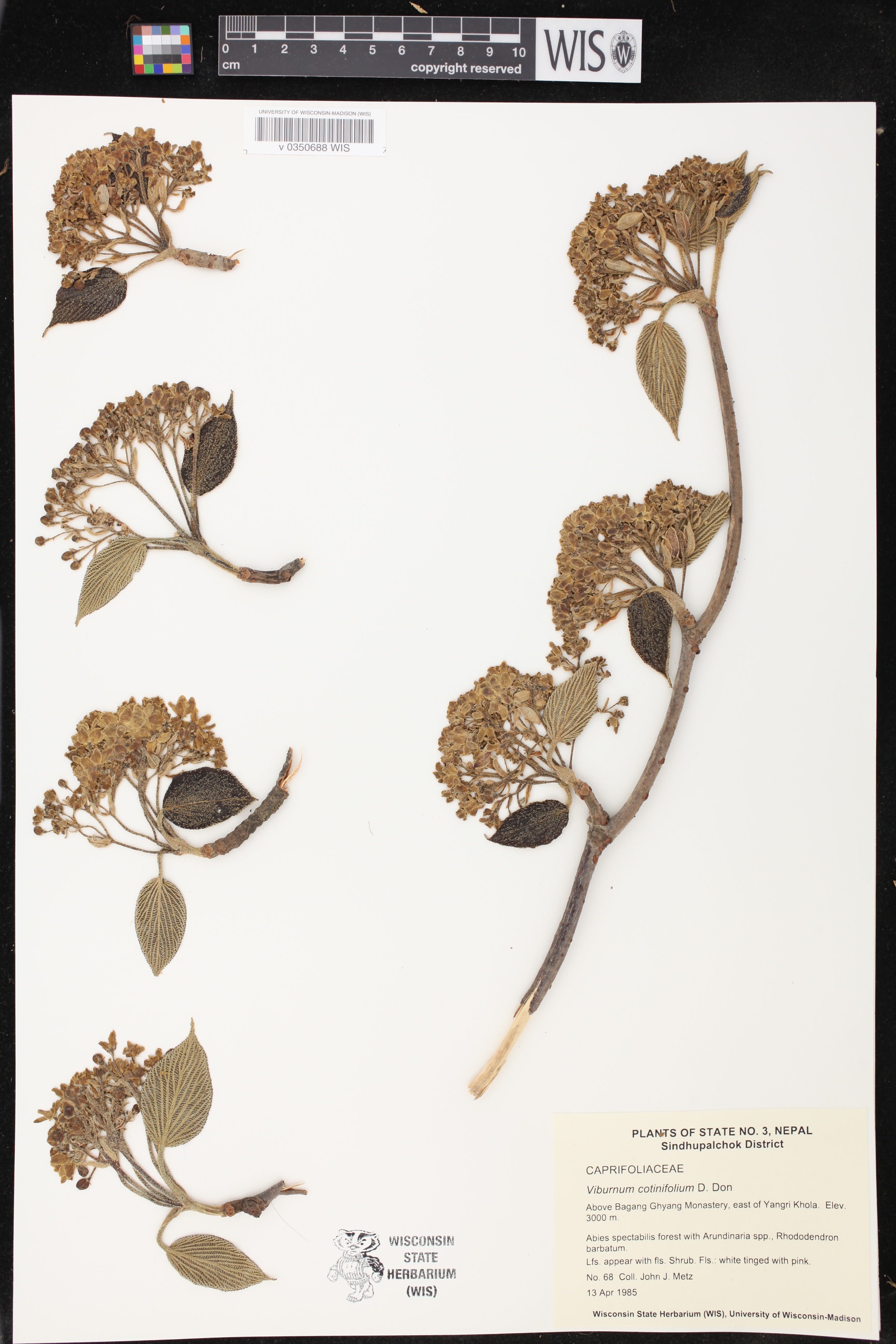 Viburnum cotinifolium image