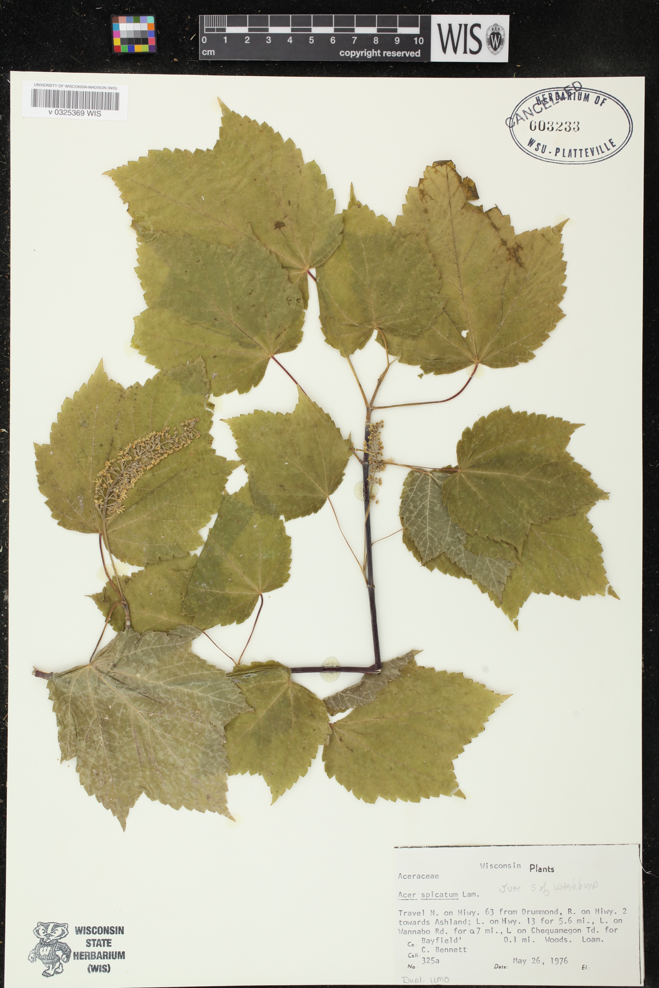 Acer spicatum image