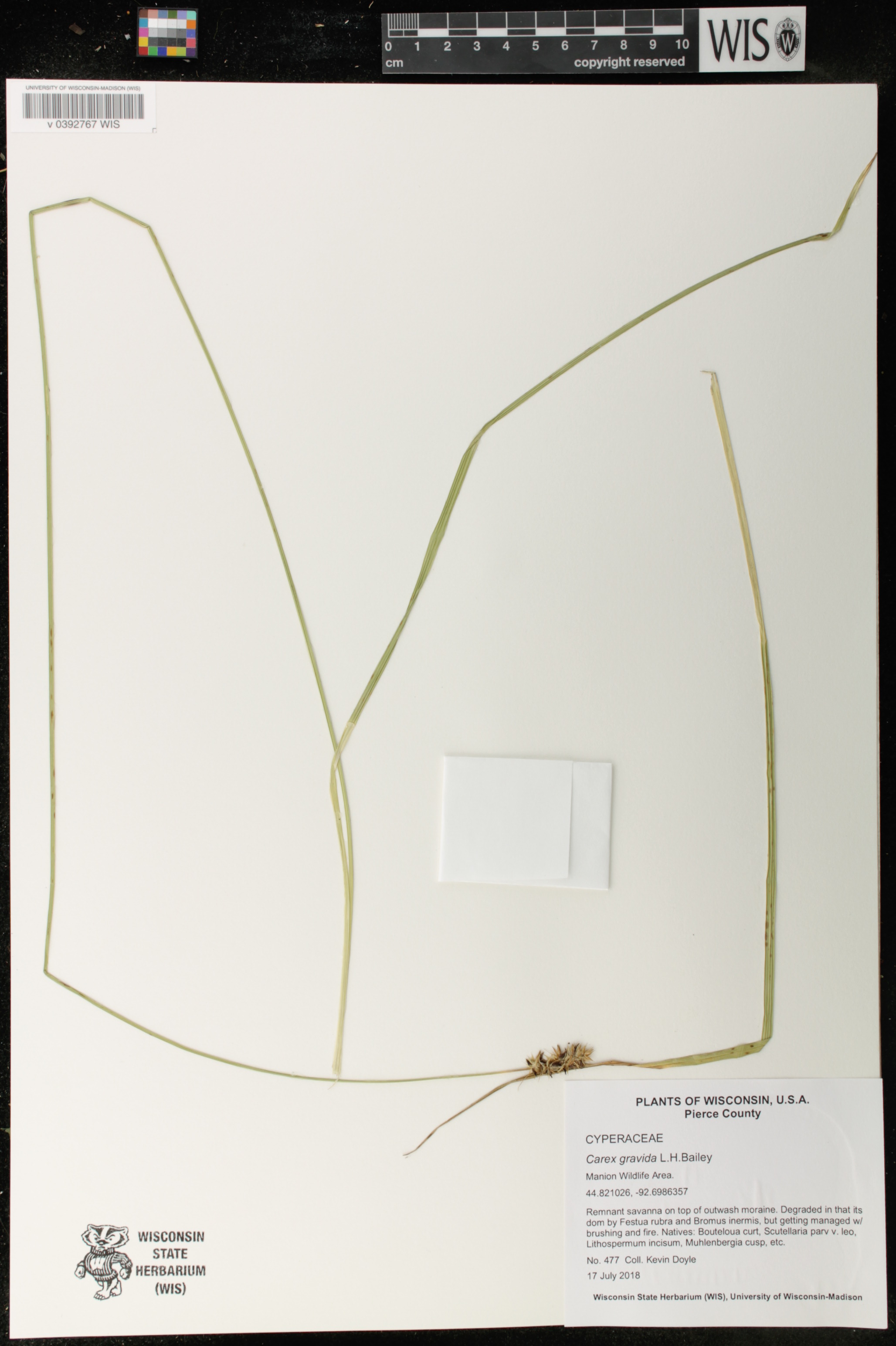 Carex gravida image