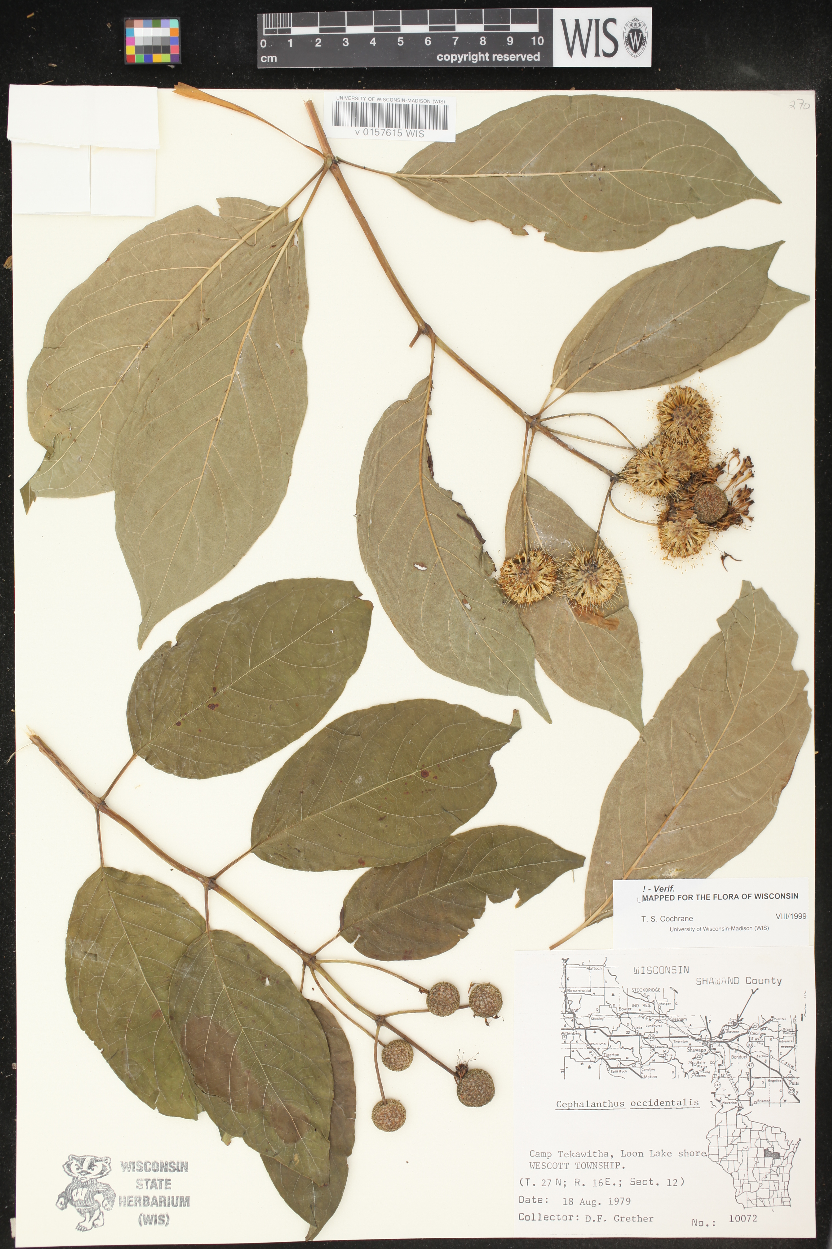 Cephalanthus occidentalis image