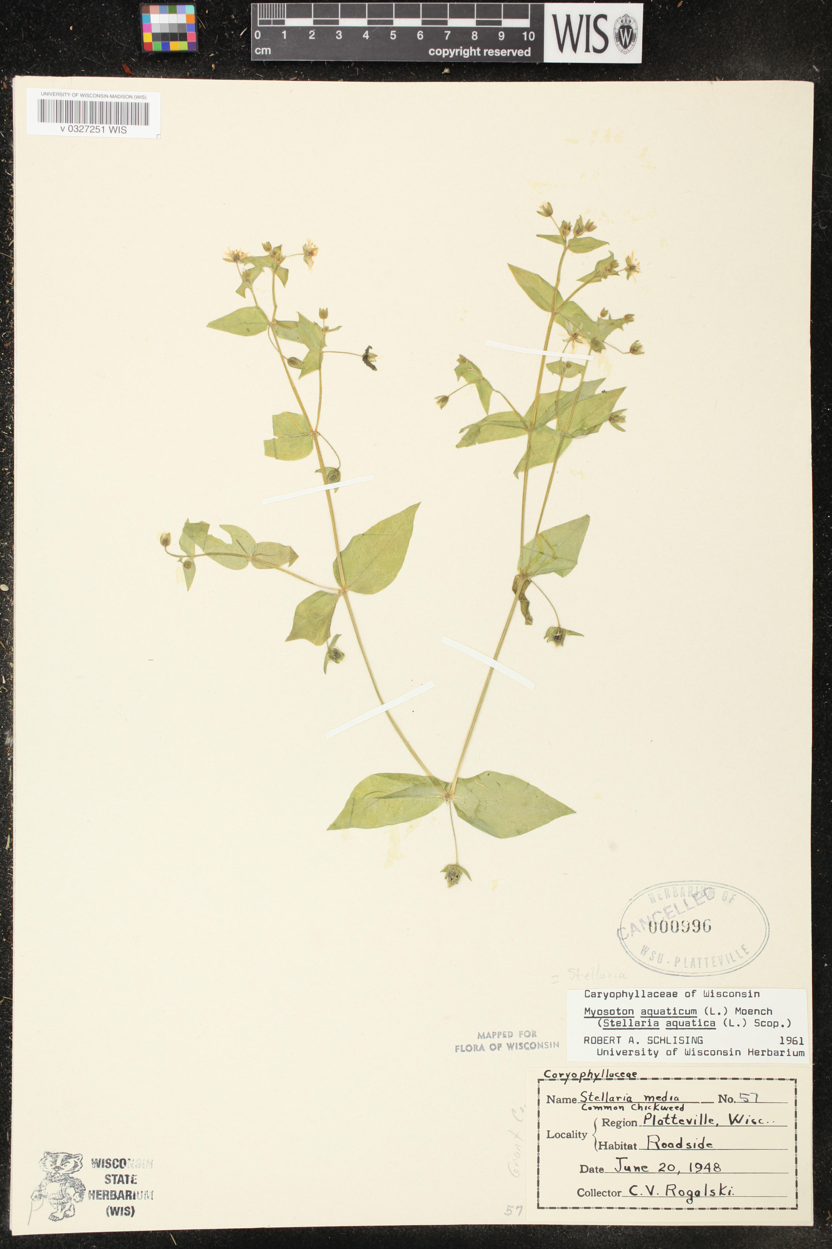 Myosoton aquaticum image