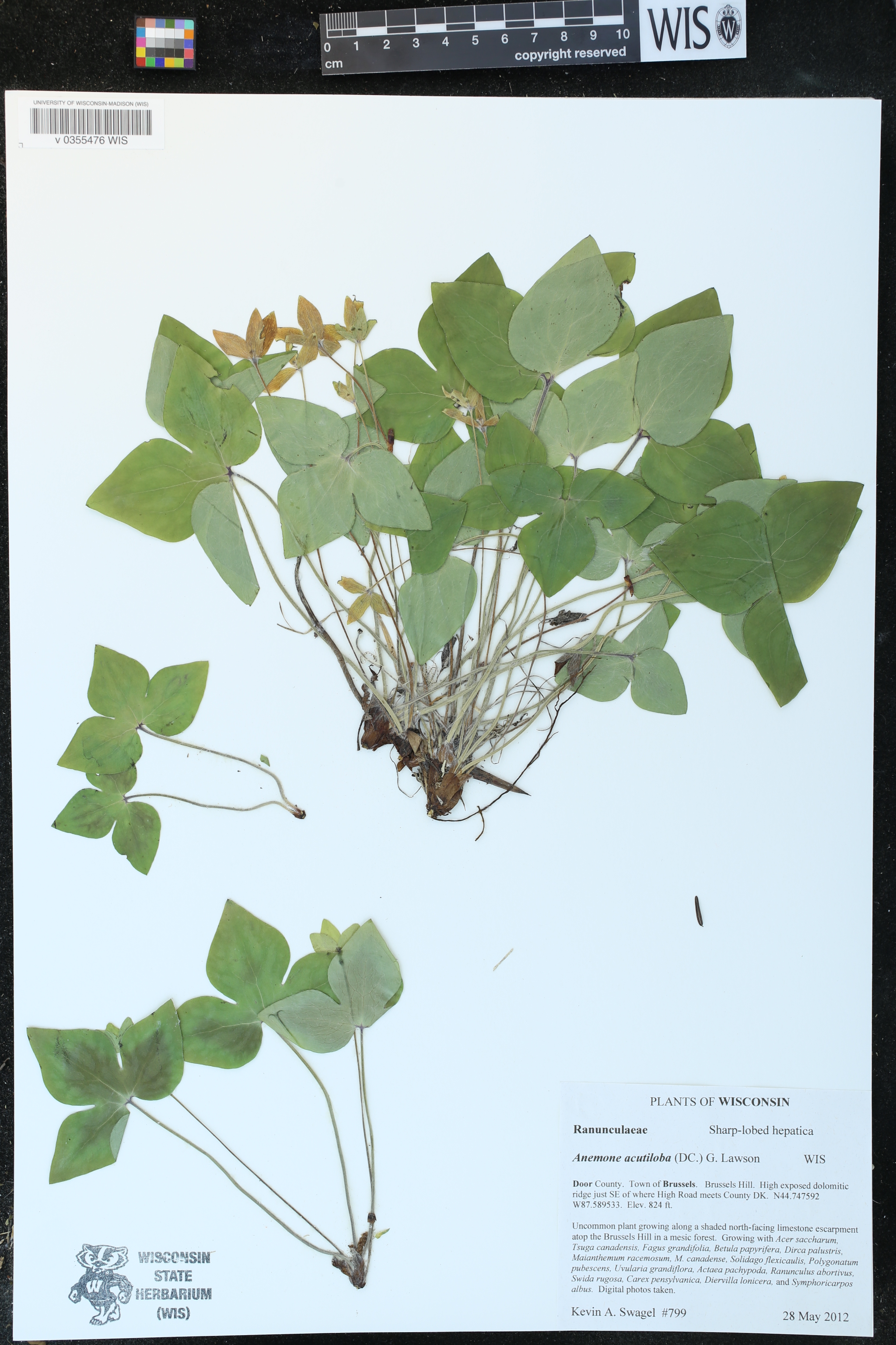 Anemone acutiloba image