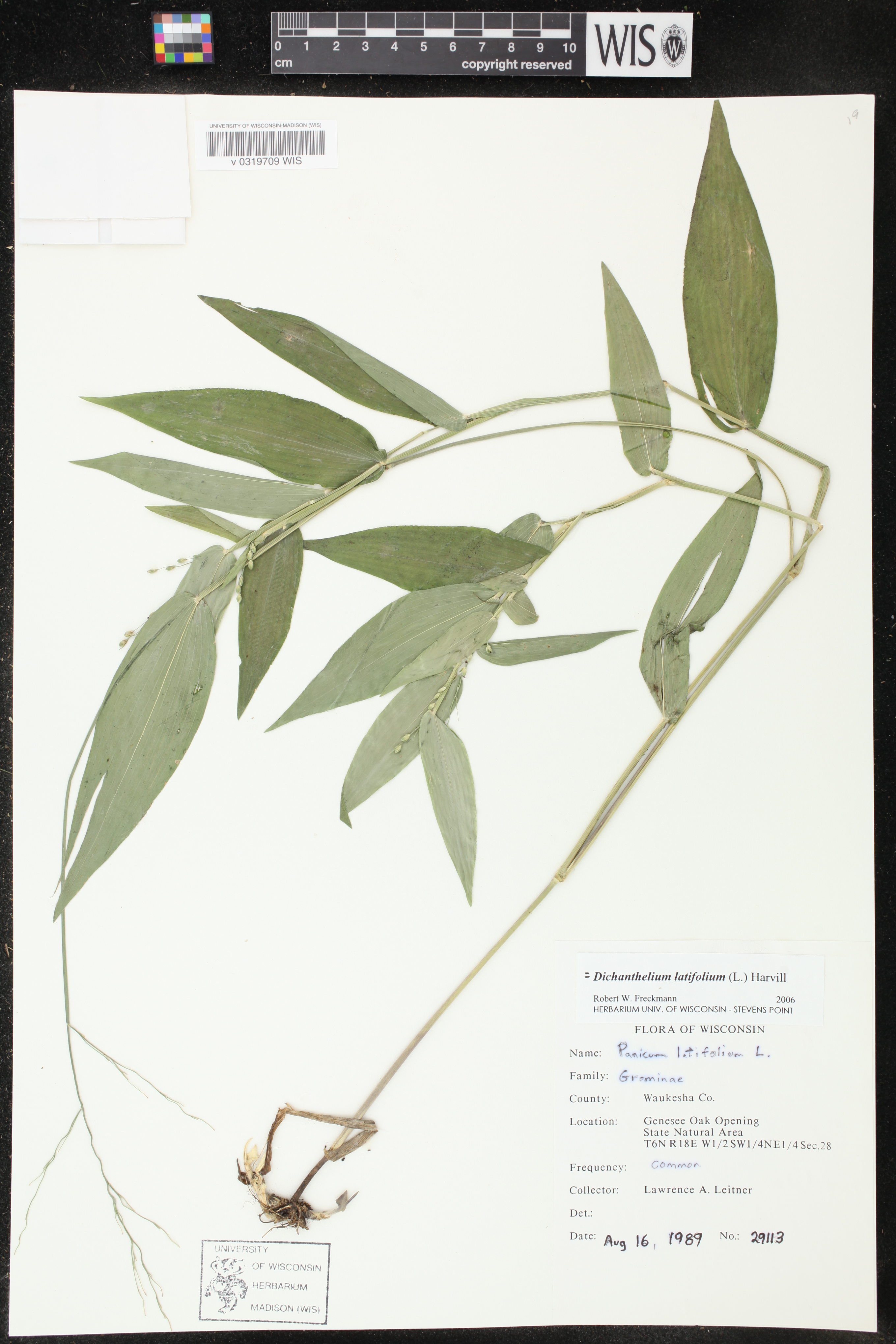 Dichanthelium latifolium image