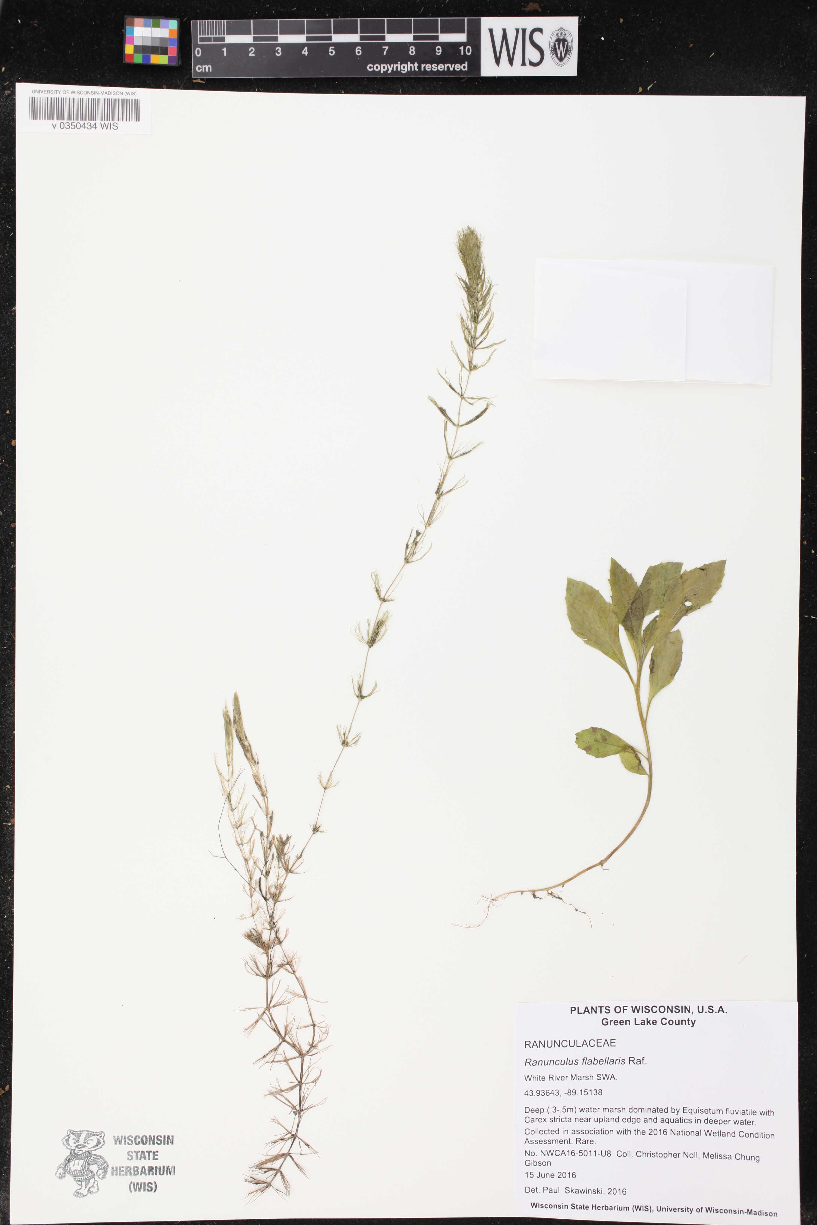Ceratophyllum demersum image