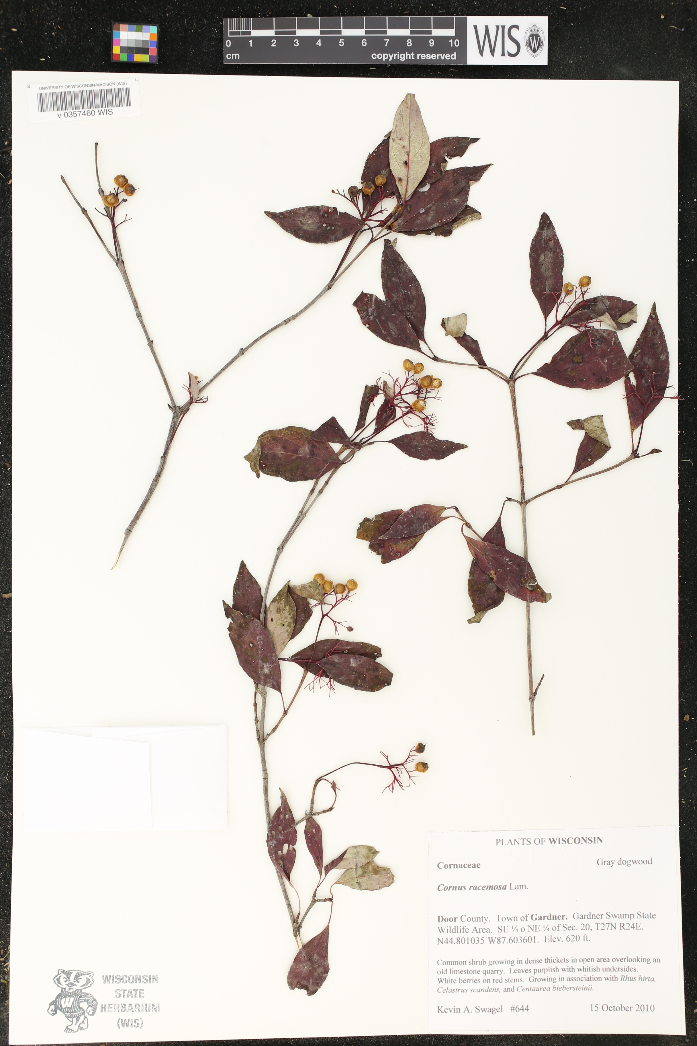 Cornus foemina subsp. racemosa image
