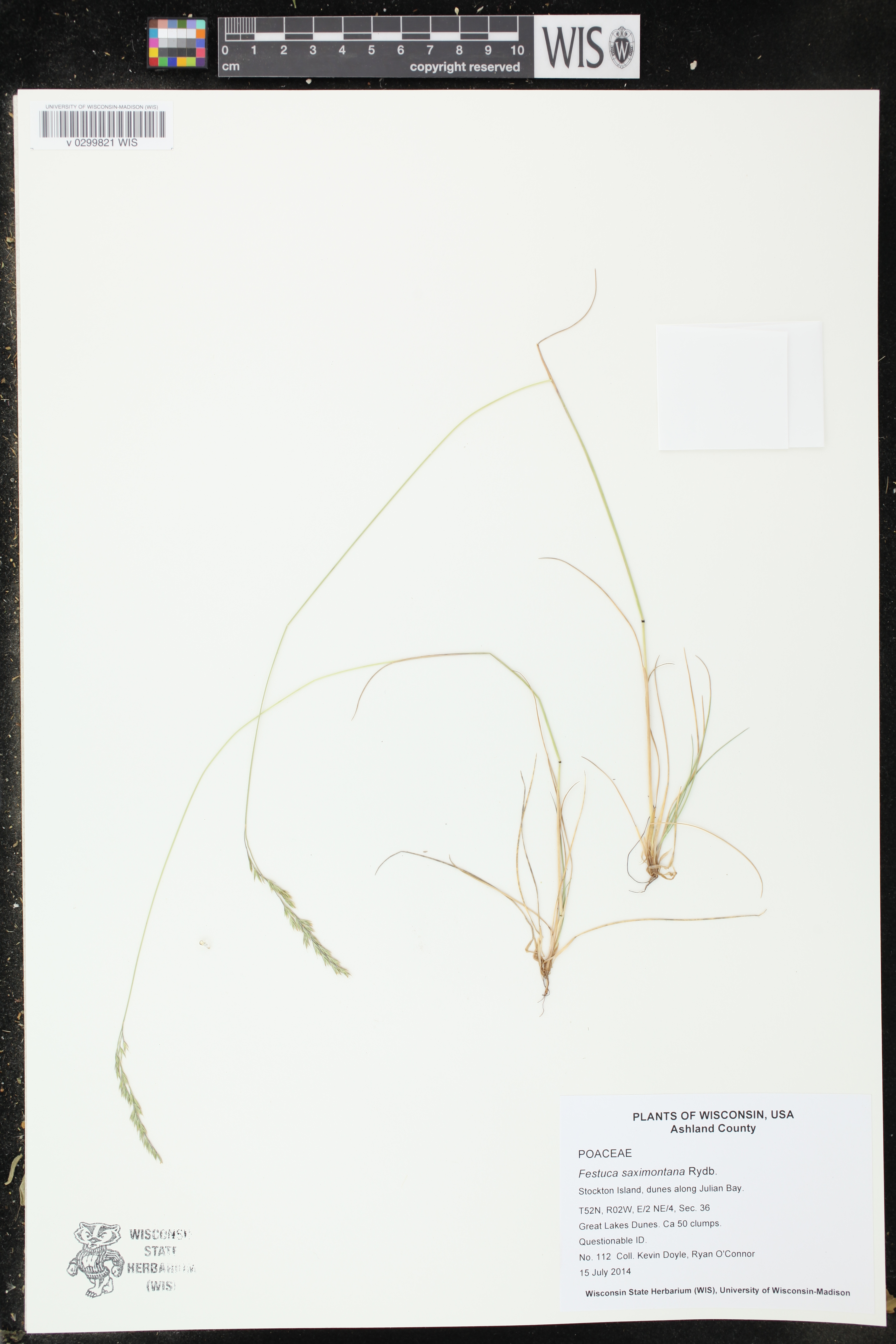 Festuca saximontana image