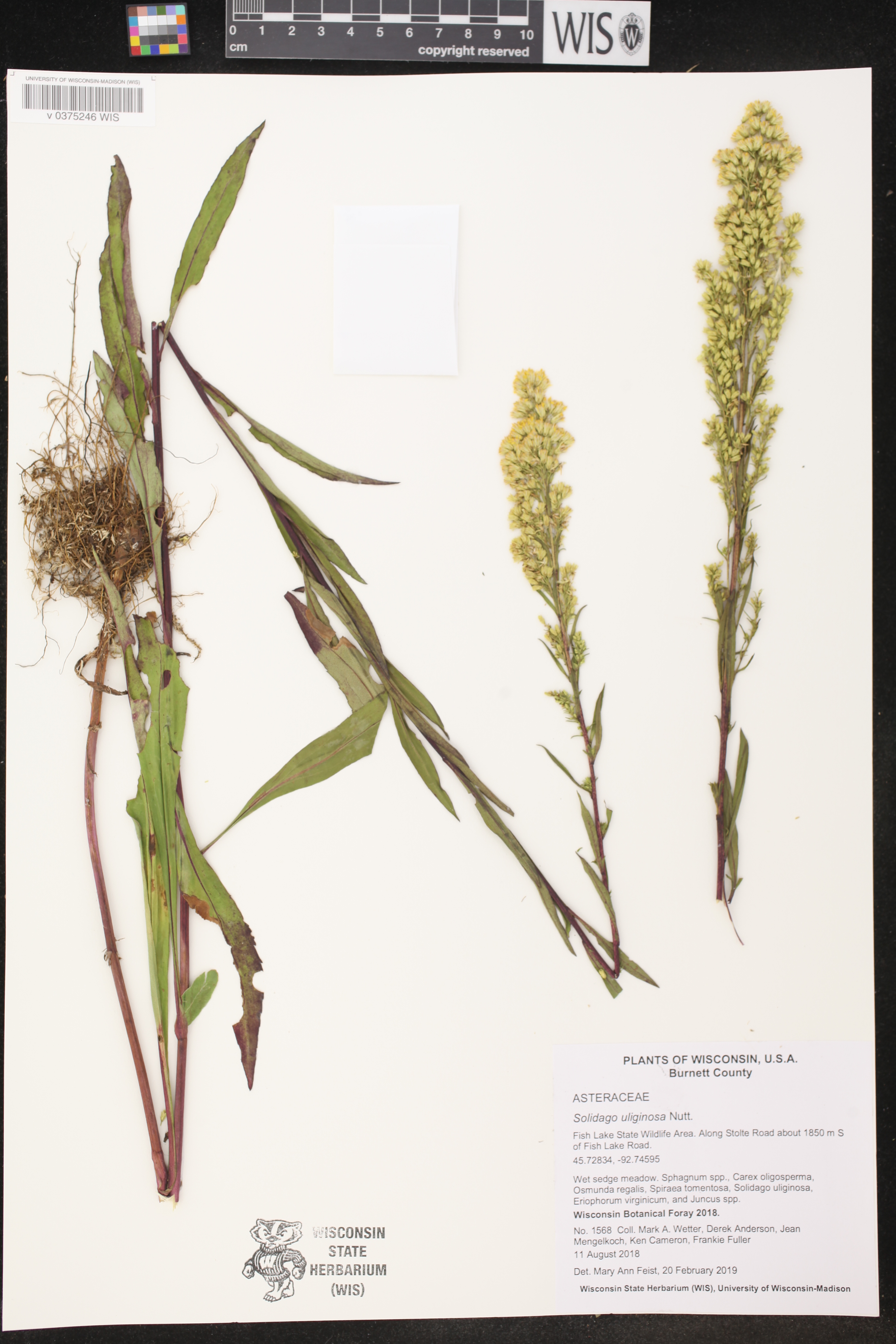 Solidago uliginosa image