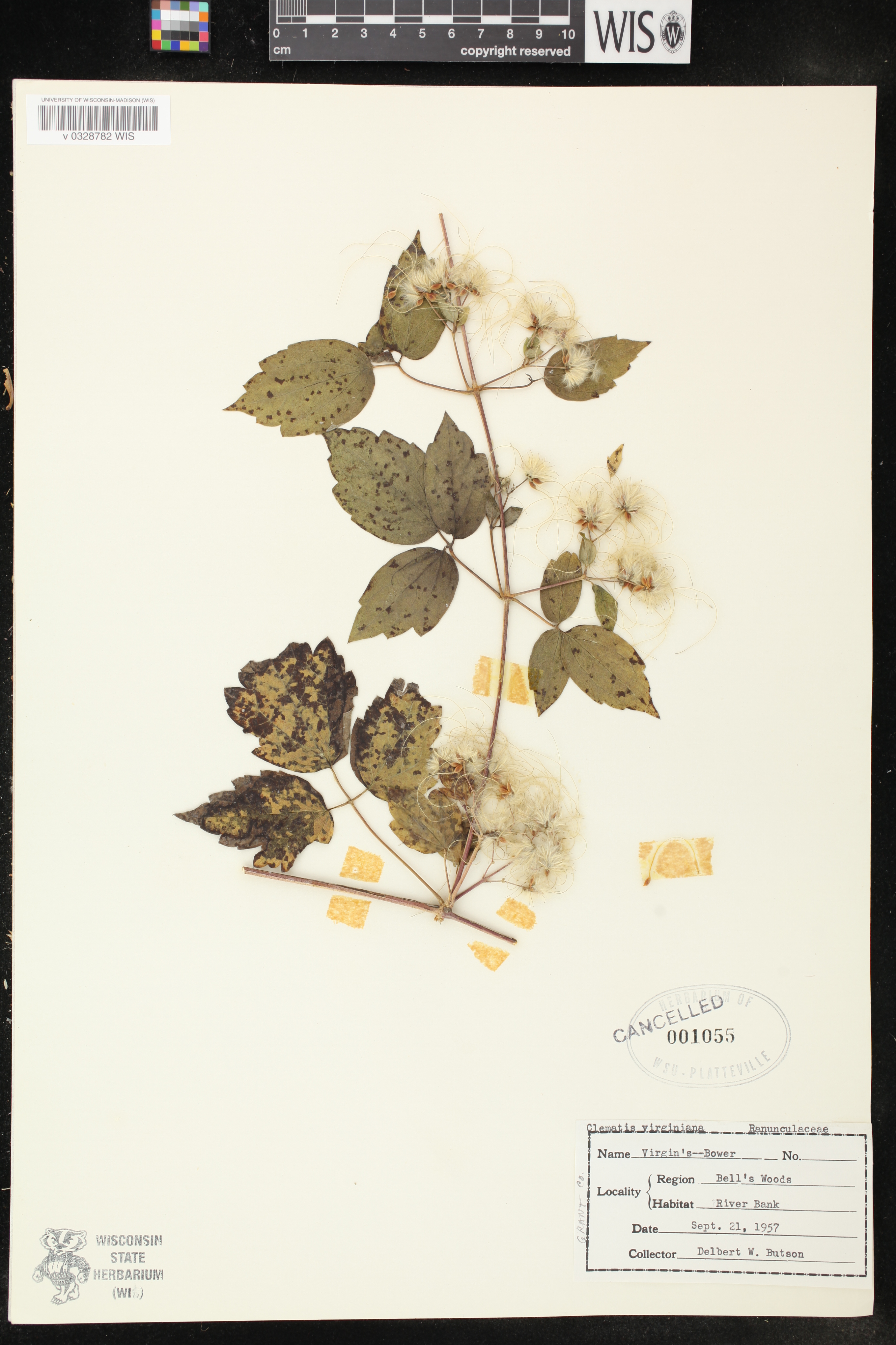 Clematis virginiana image