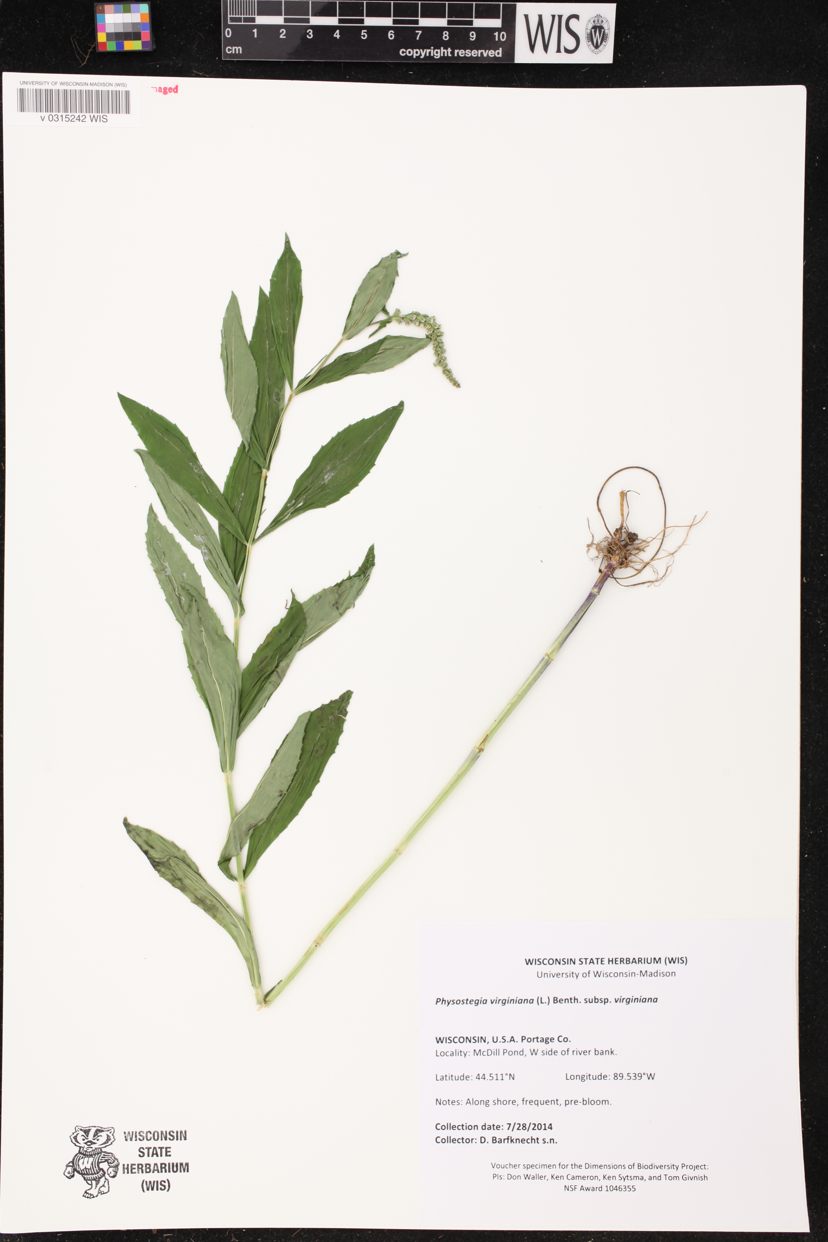 Physostegia virginiana subsp. virginiana image