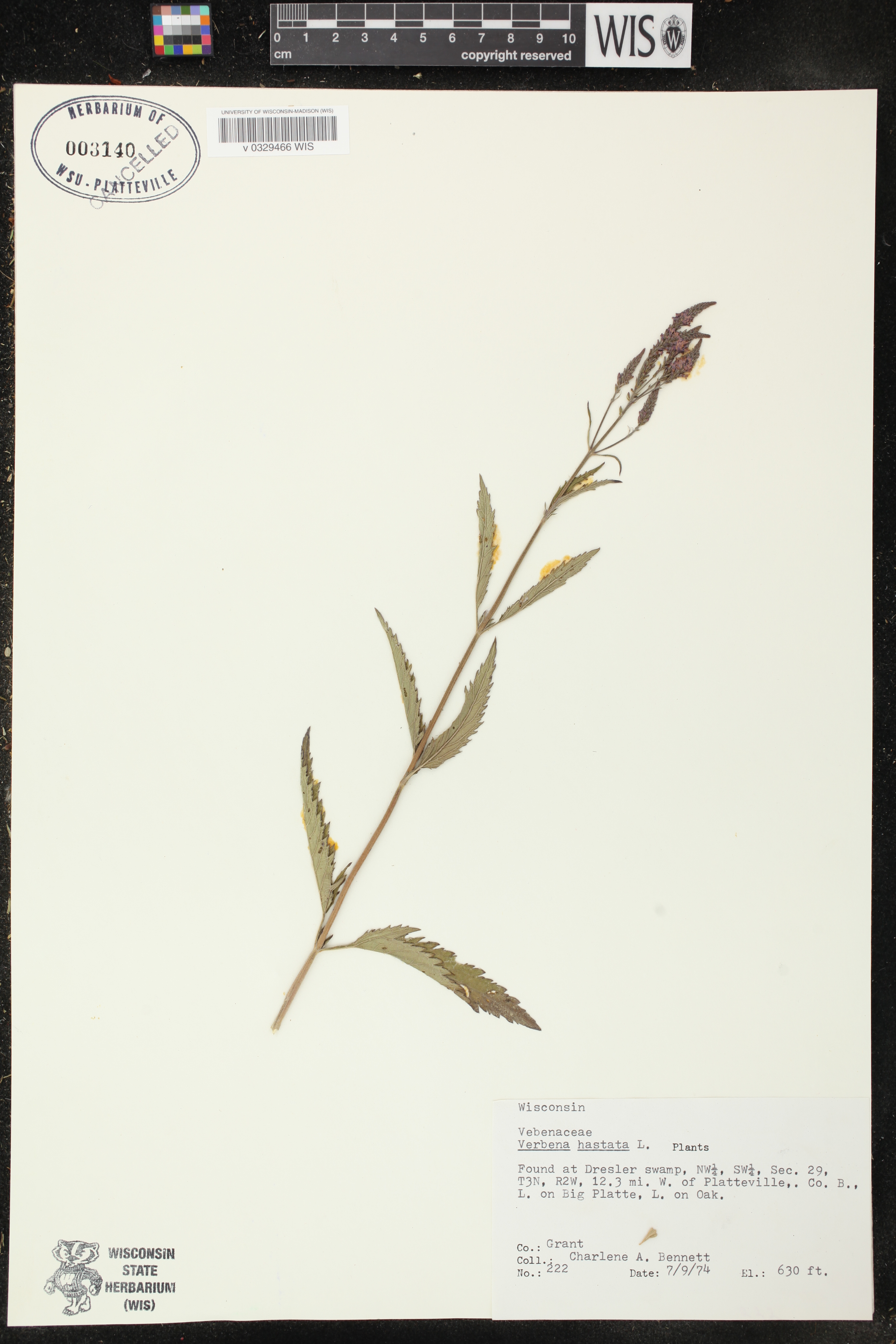 Verbena hastata image