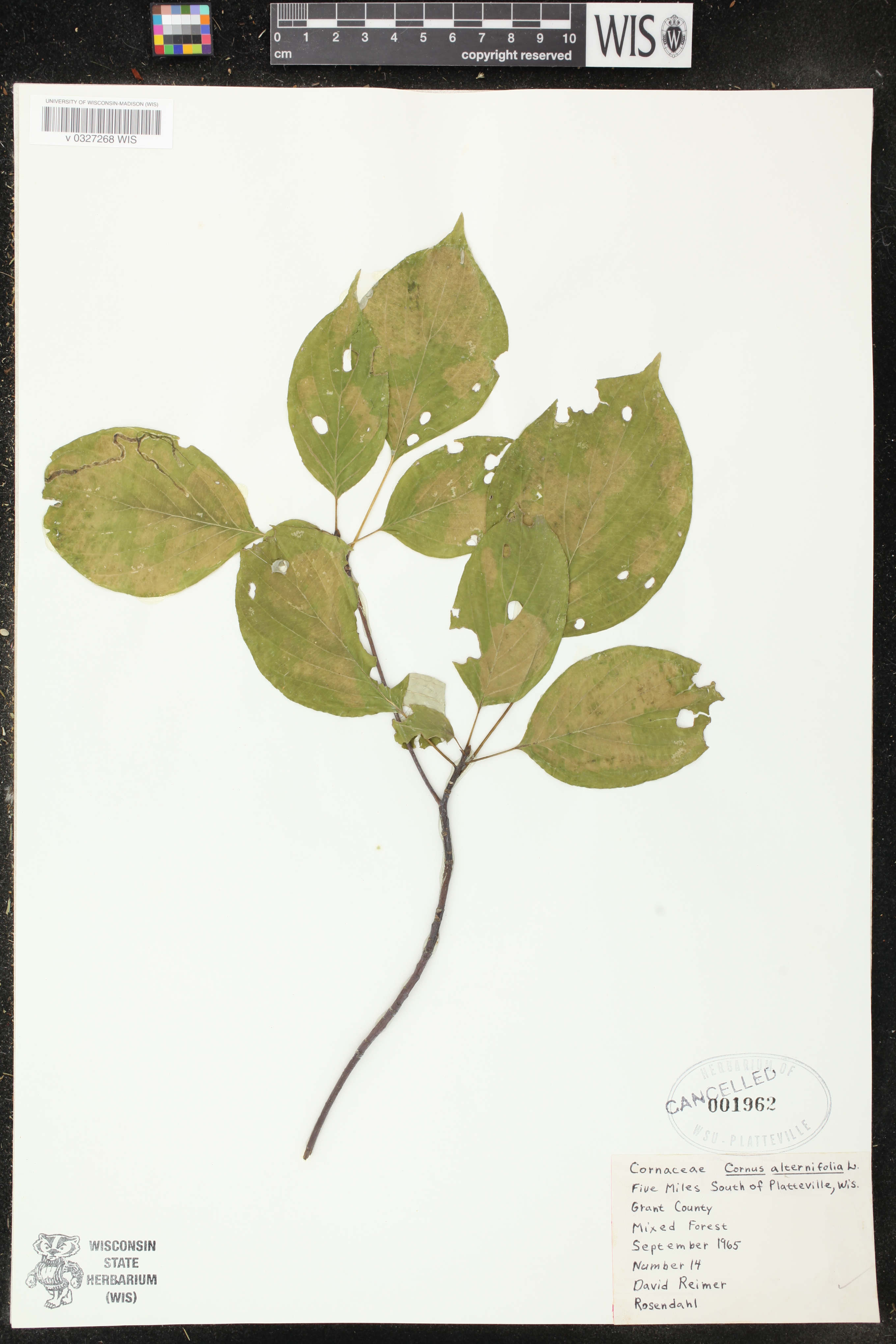 Cornus alternifolia image