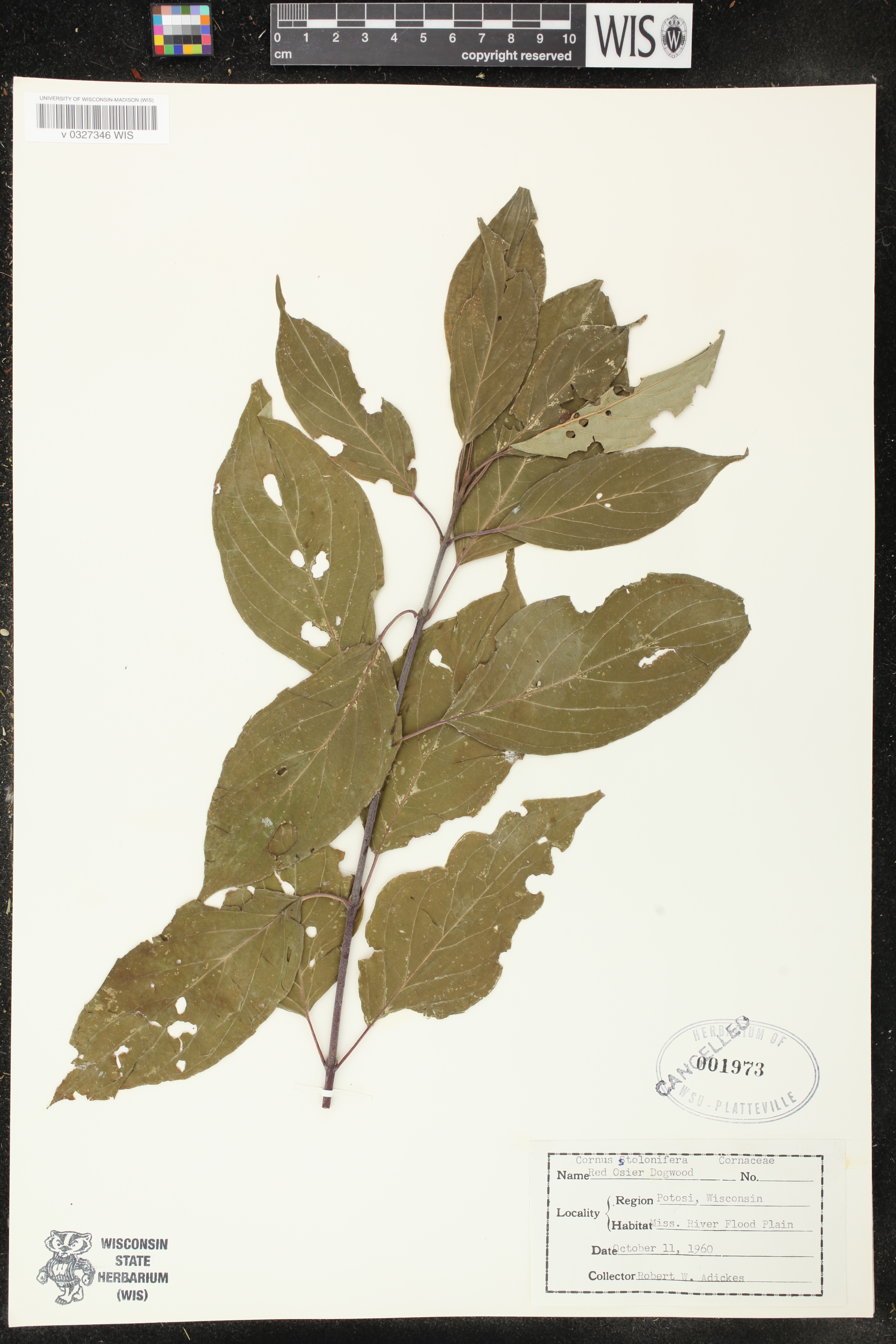 Cornus sericea image