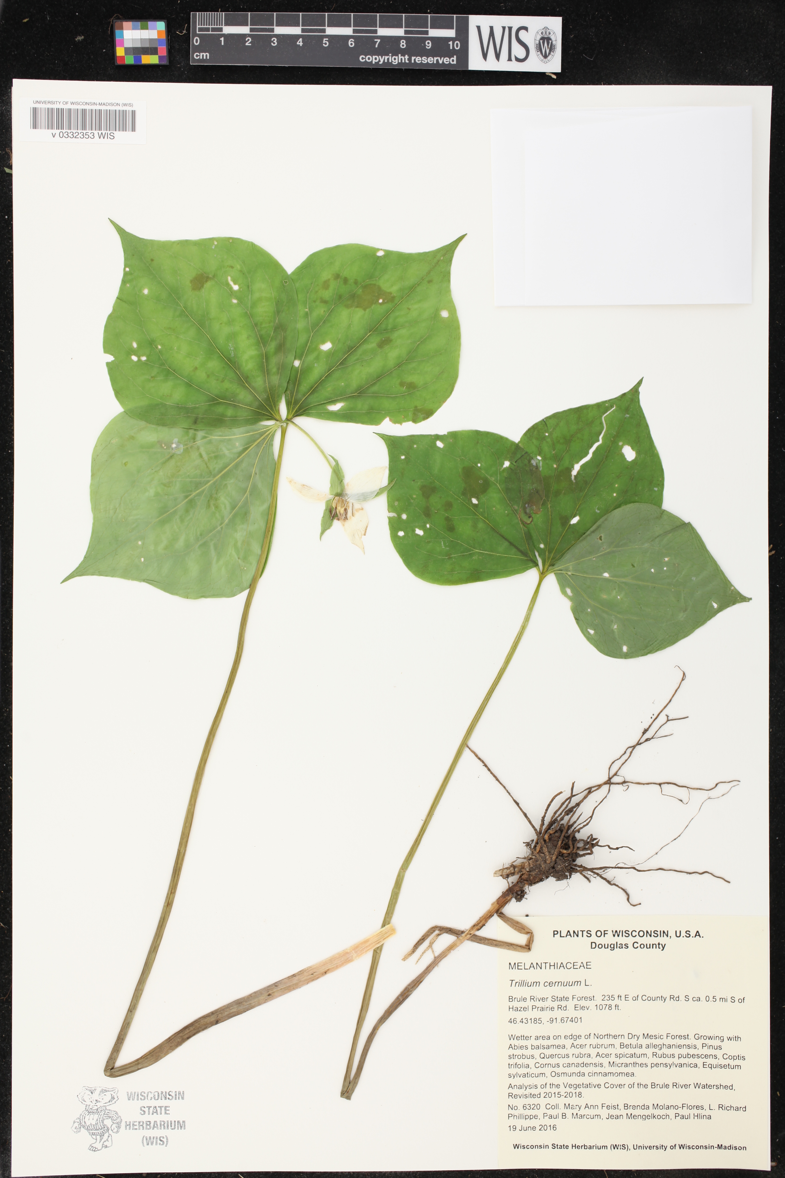 Trillium cernuum image