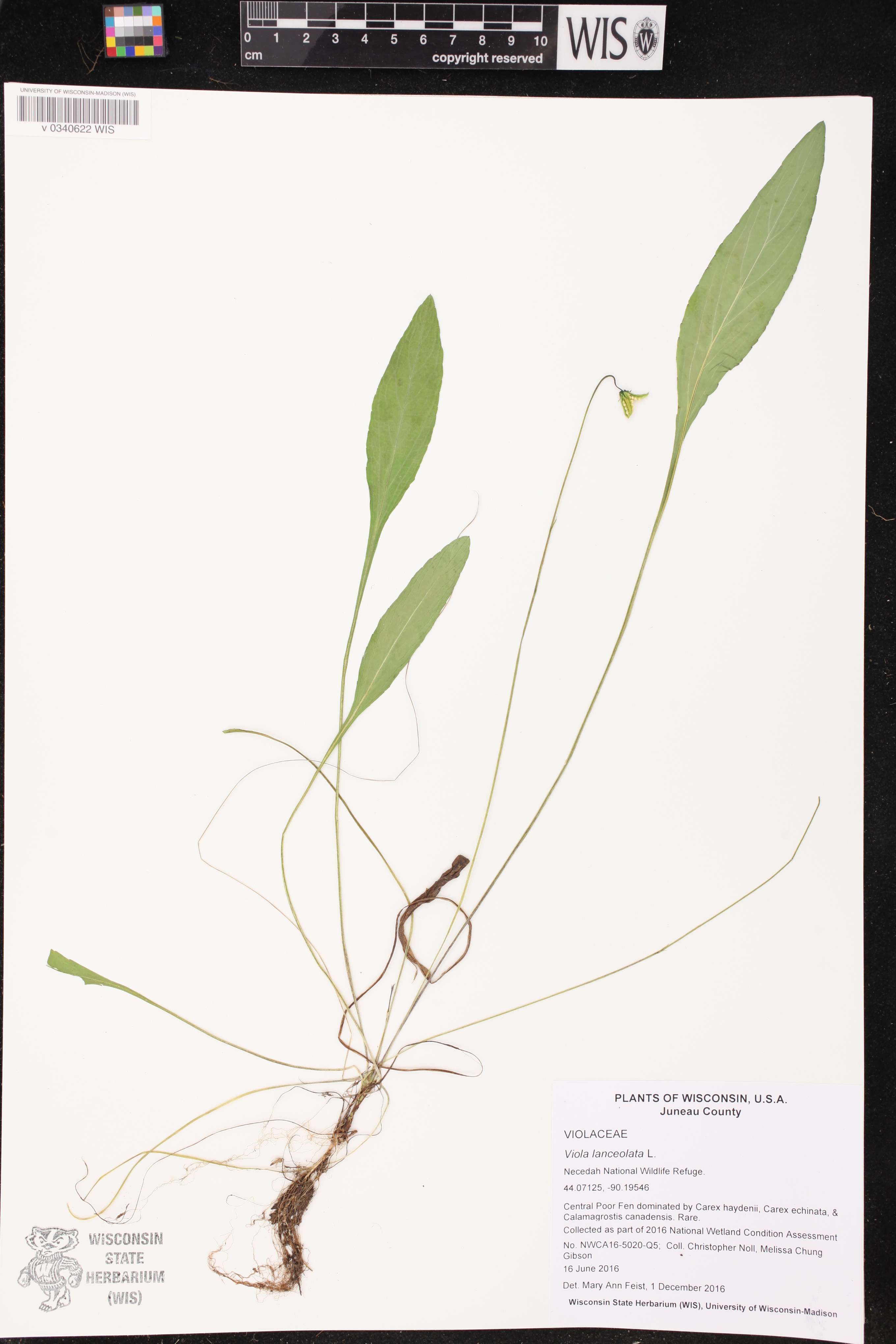 Viola lanceolata image
