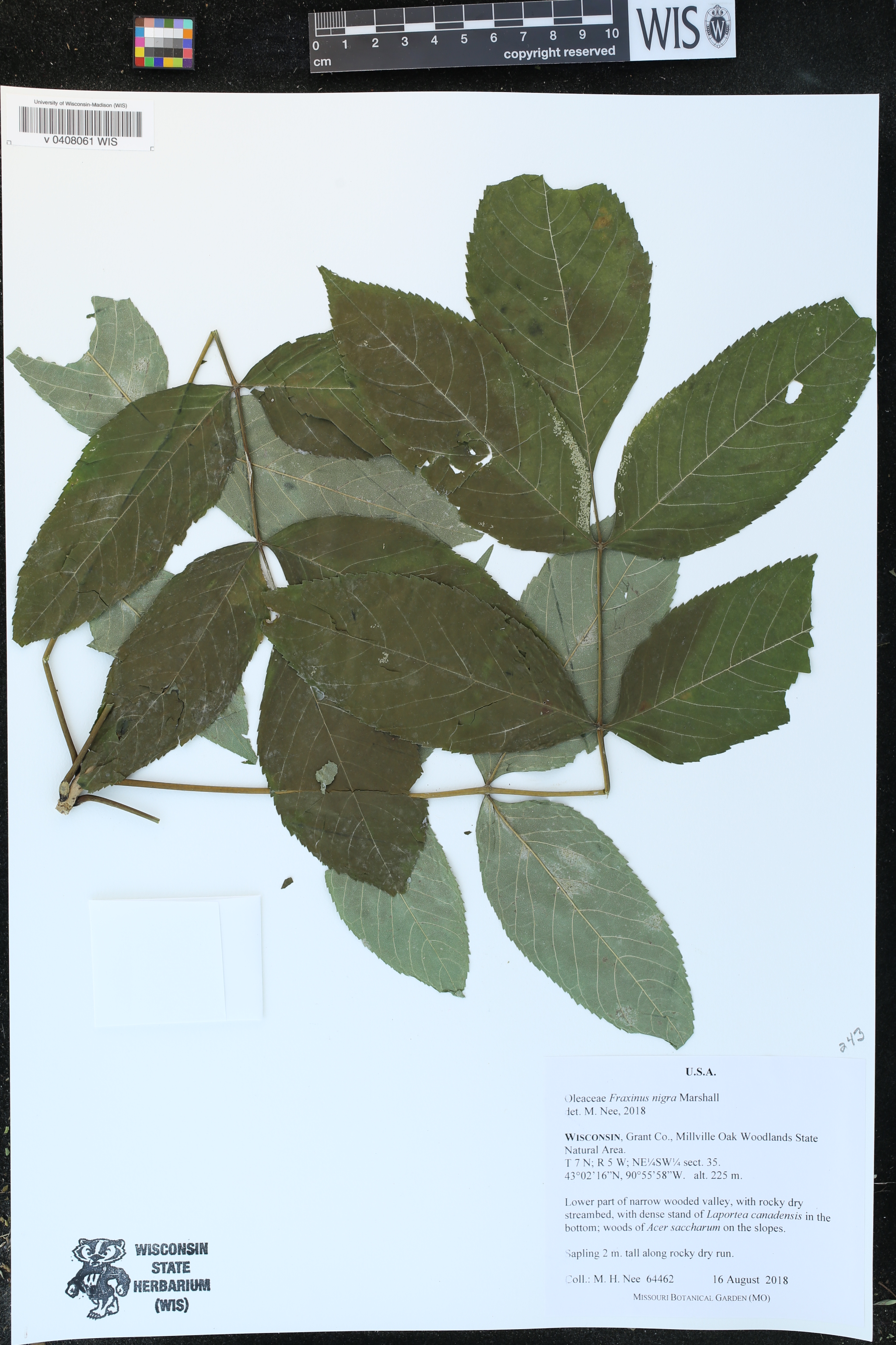 Fraxinus nigra image