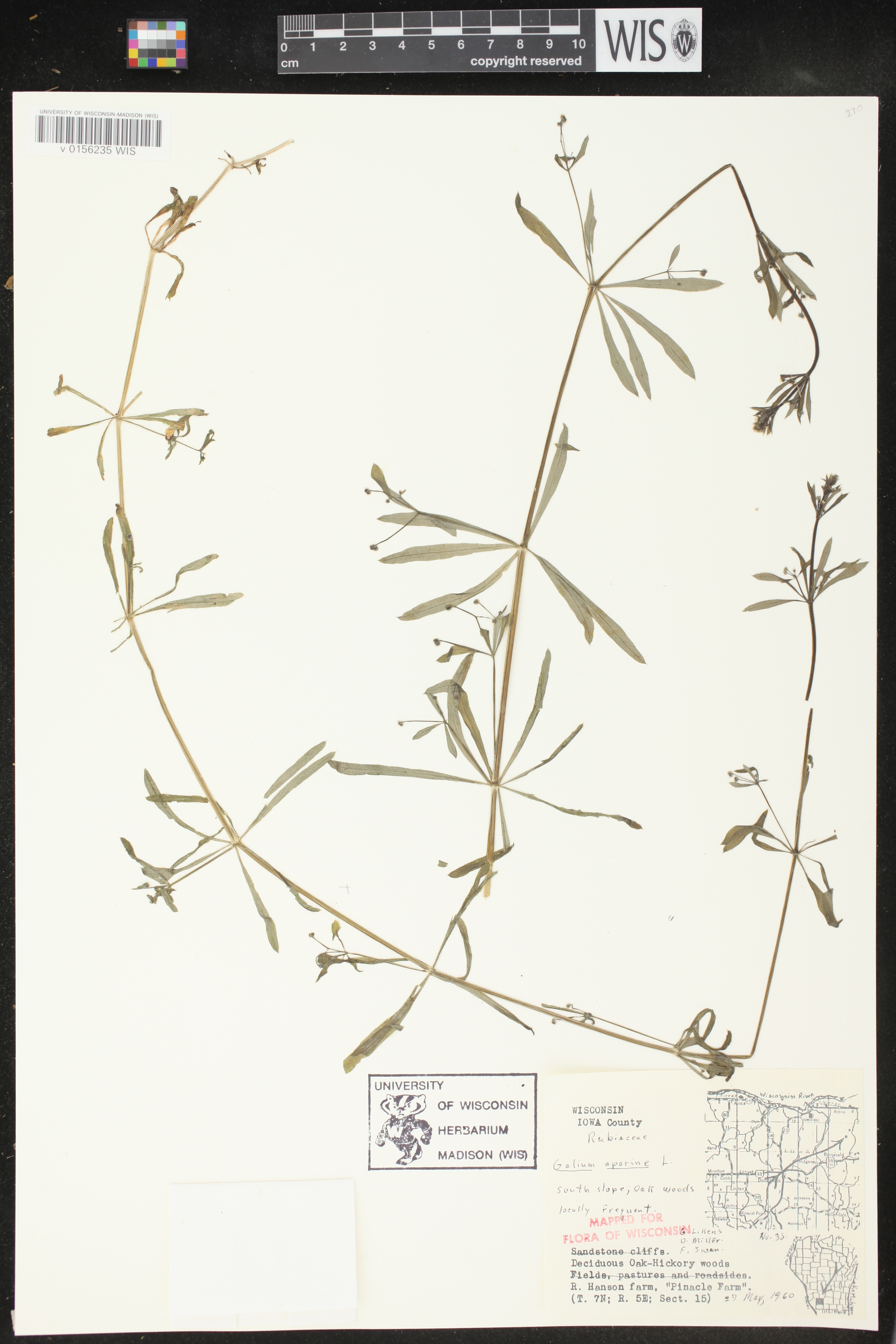 Galium aparine image