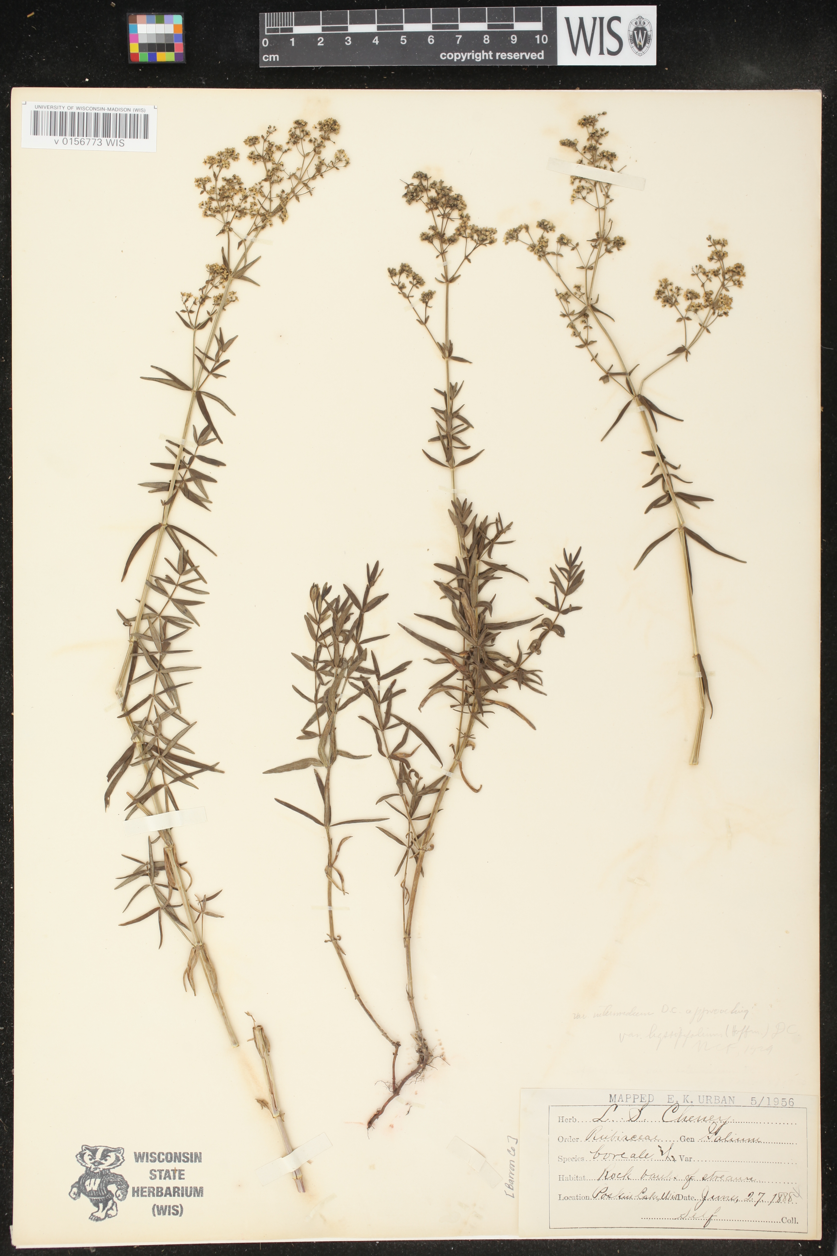 Galium boreale image