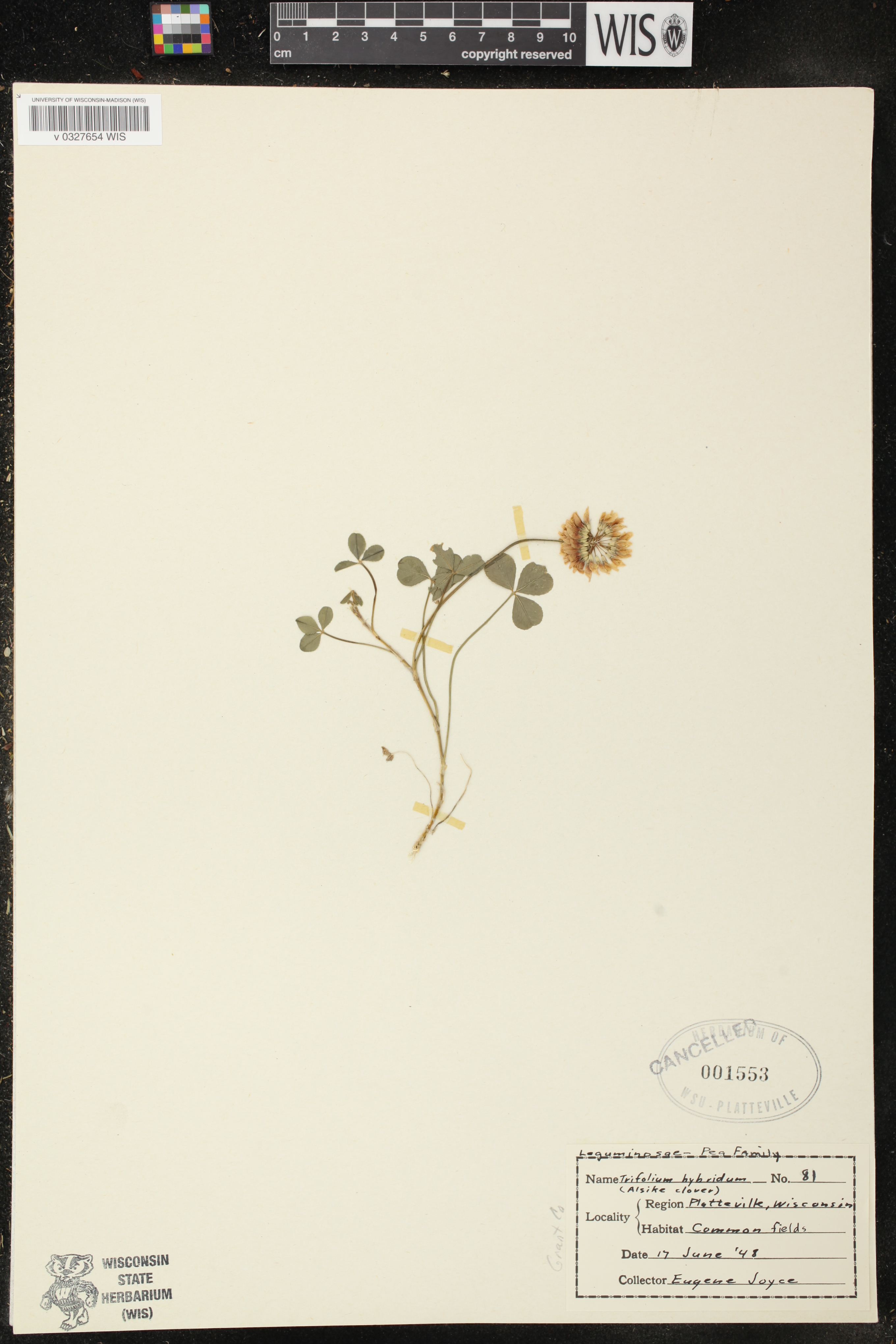 Trifolium repens image