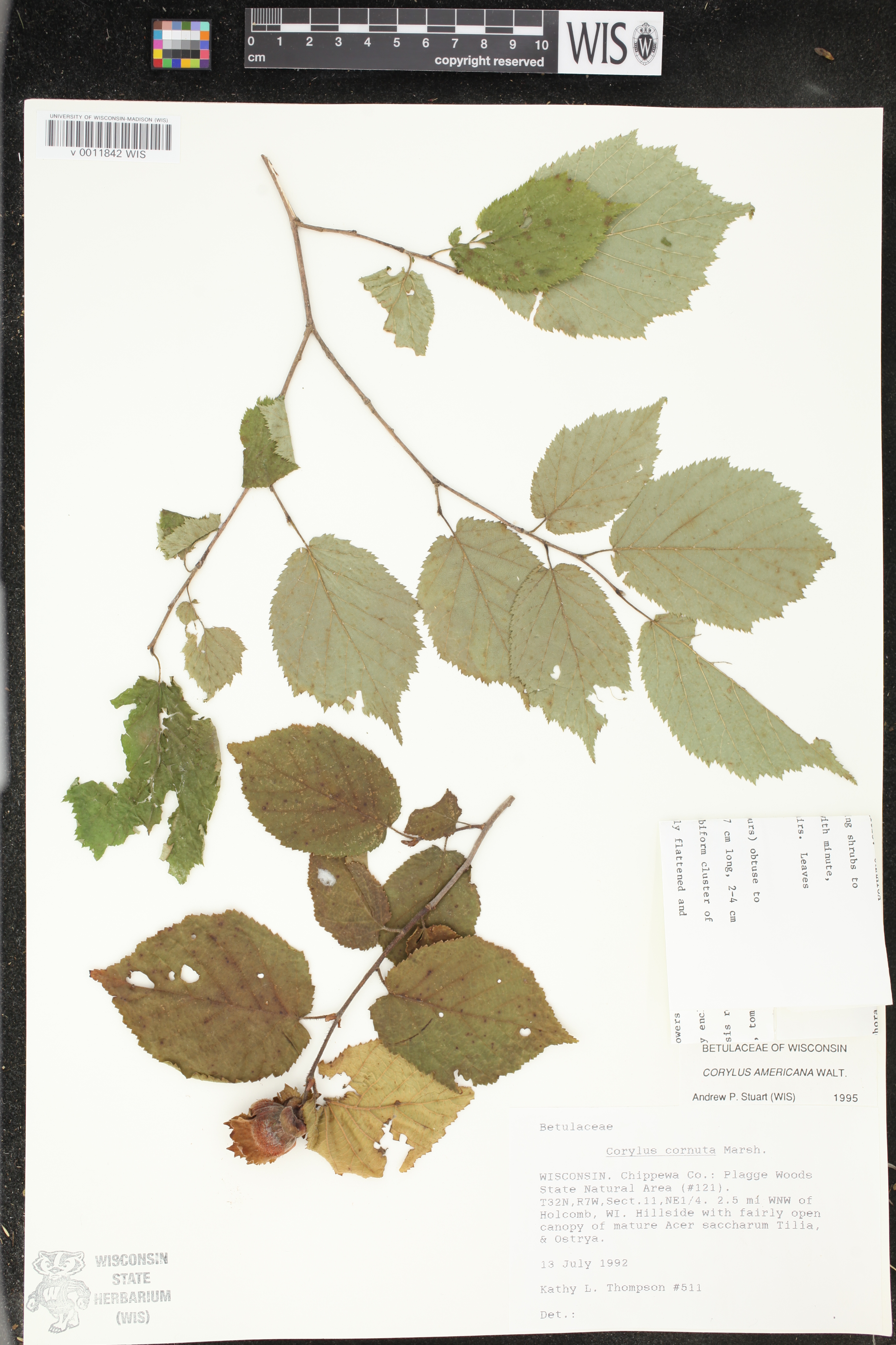 Corylus americana image
