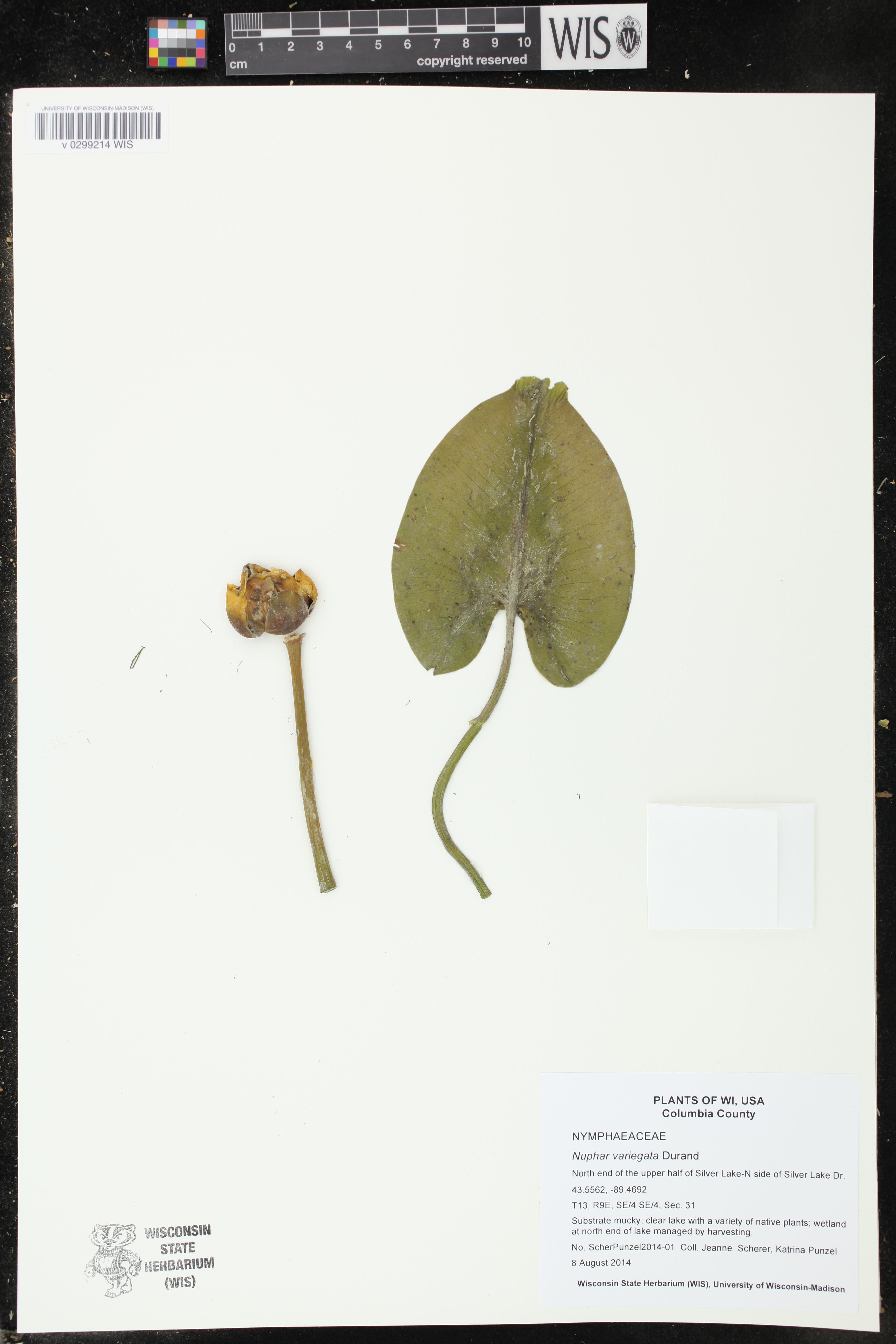 Nuphar variegata image