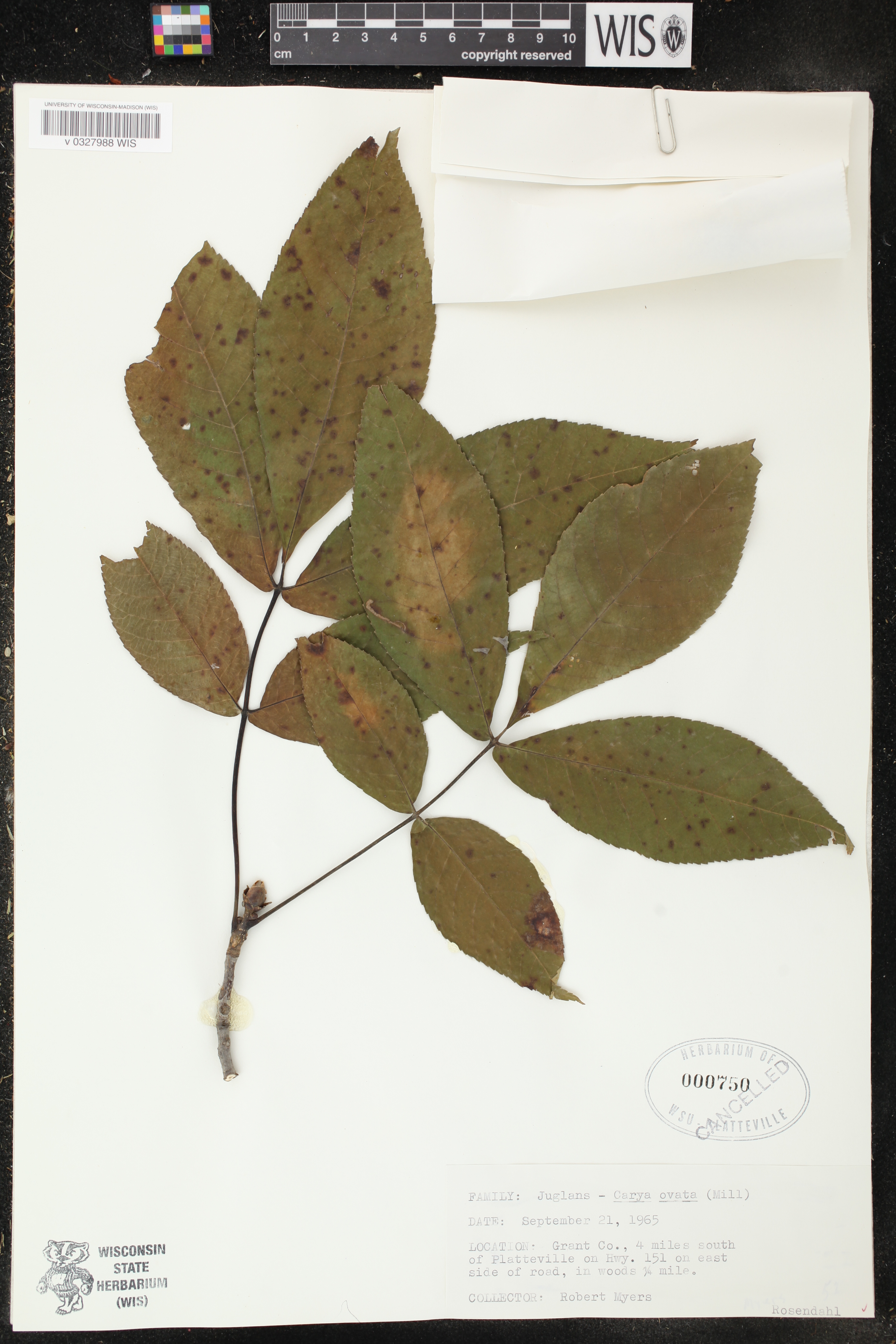 Carya ovata image
