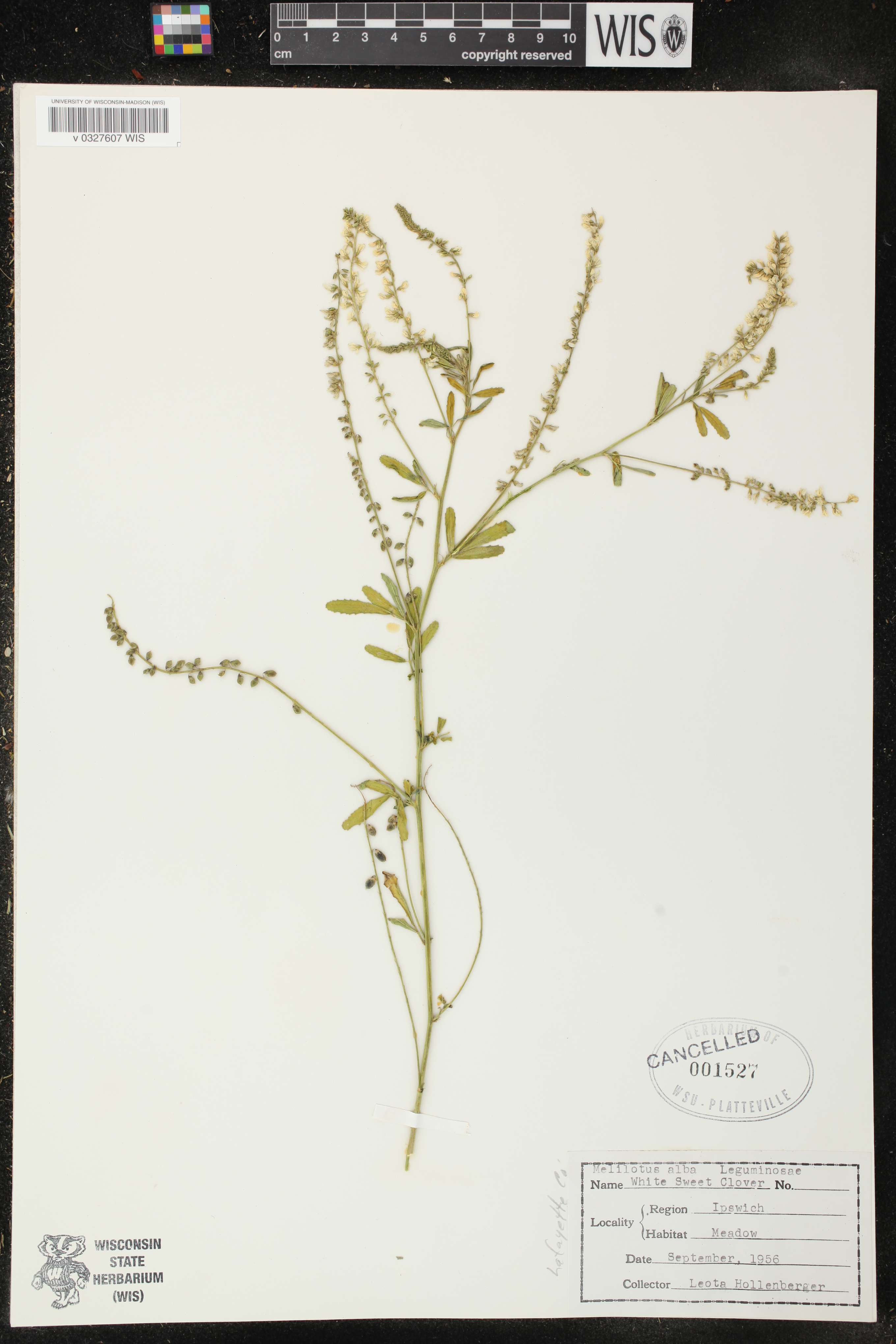 Melilotus albus image