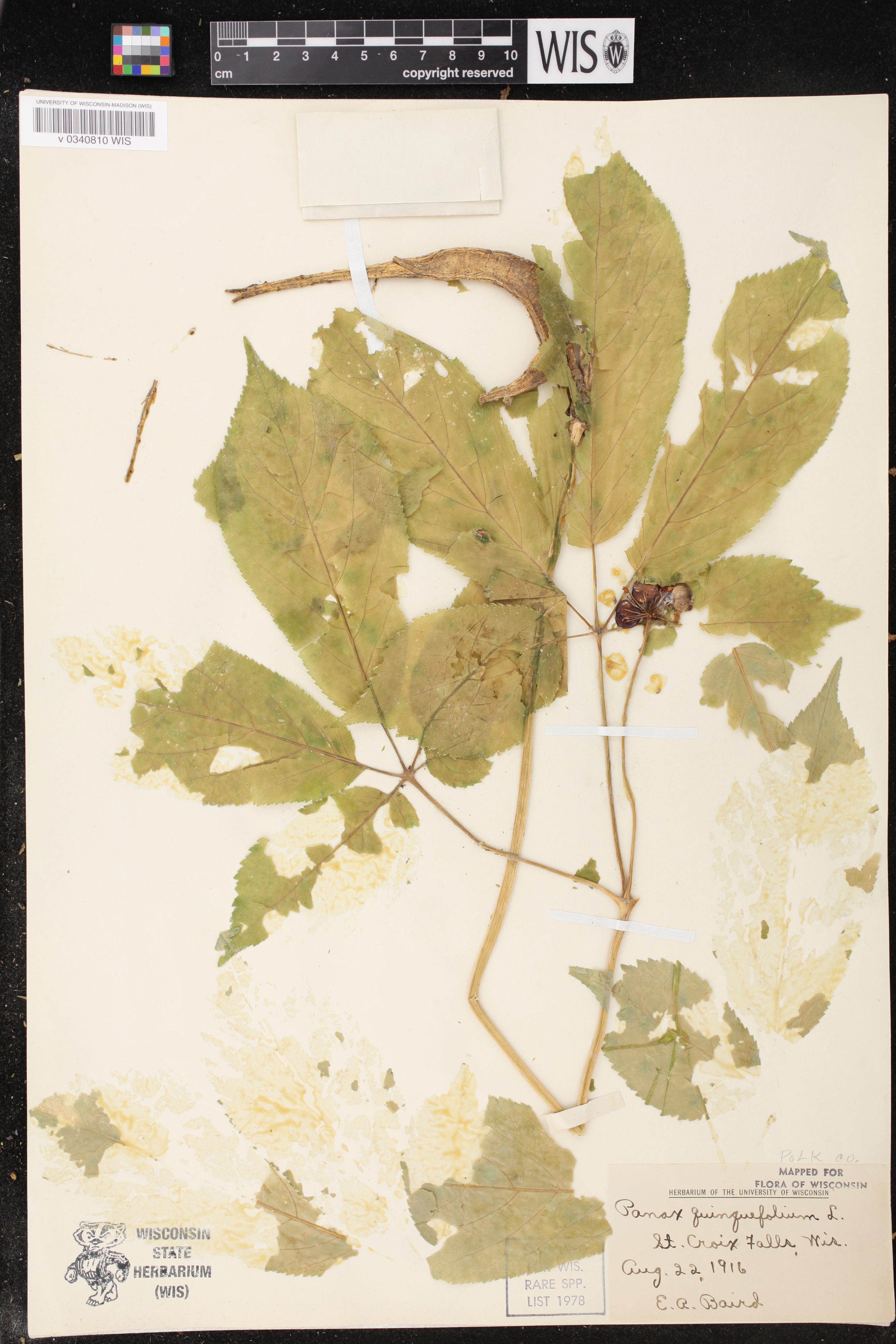 Panax quinquefolius image