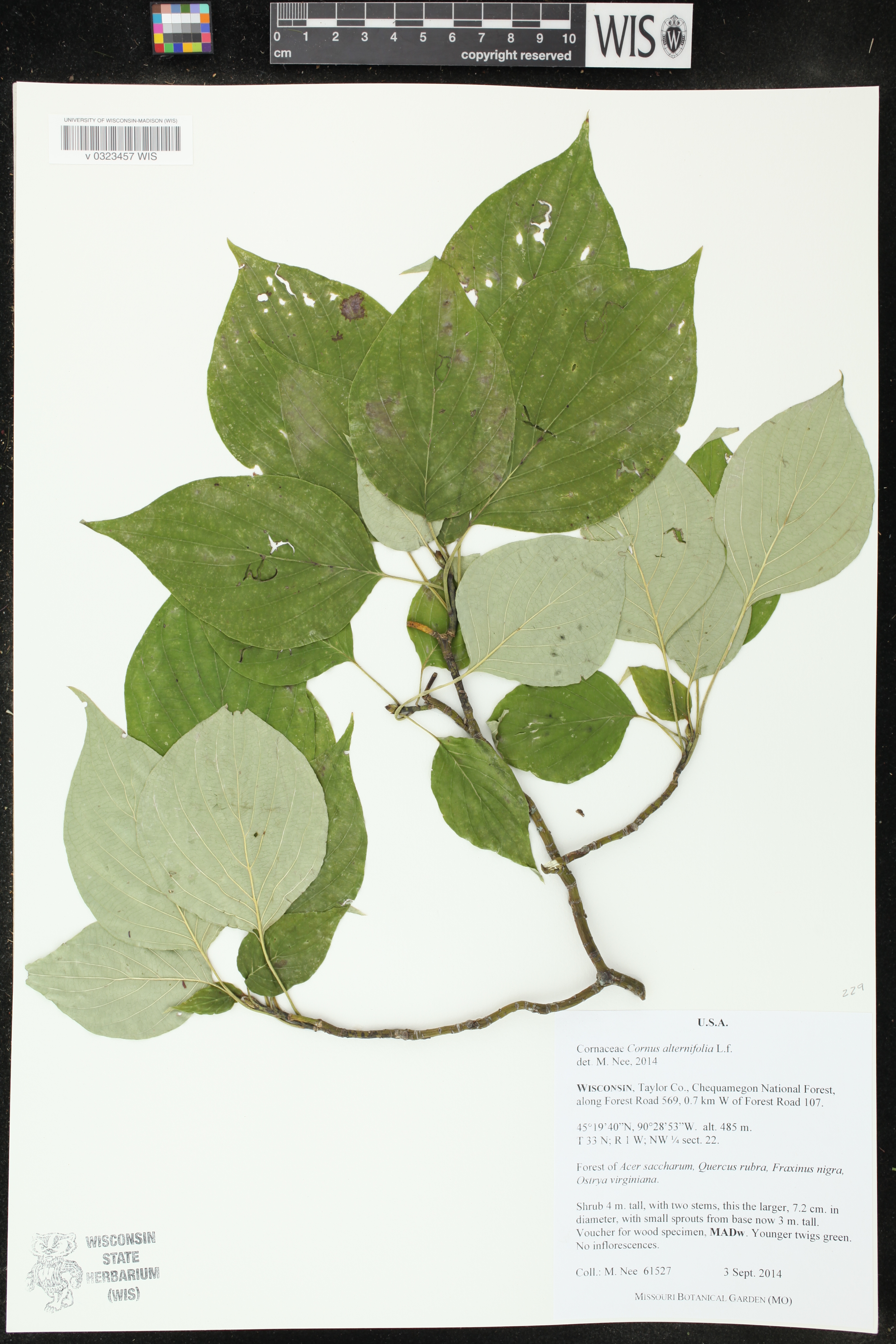 Cornus alternifolia image