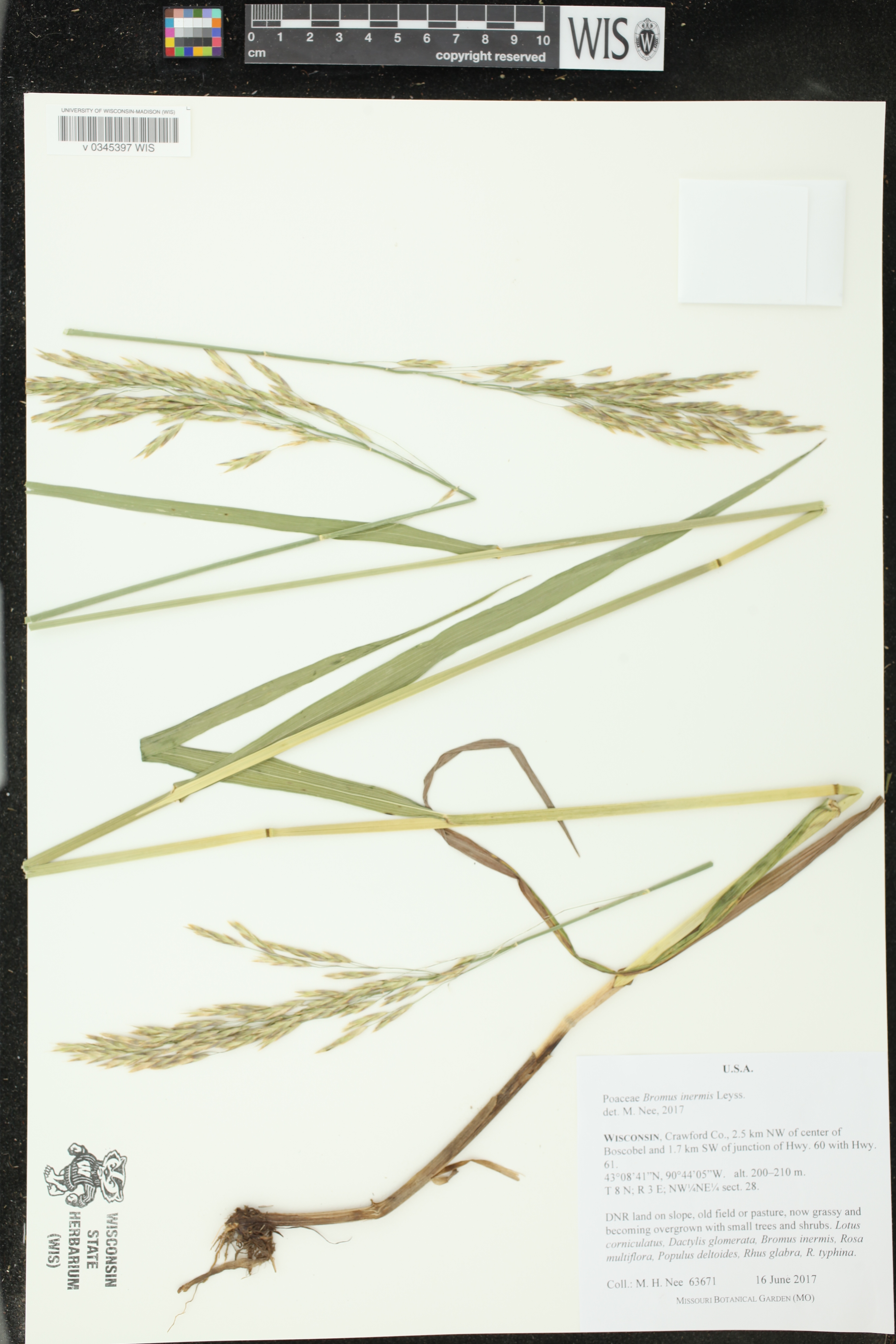 Bromus inermis image