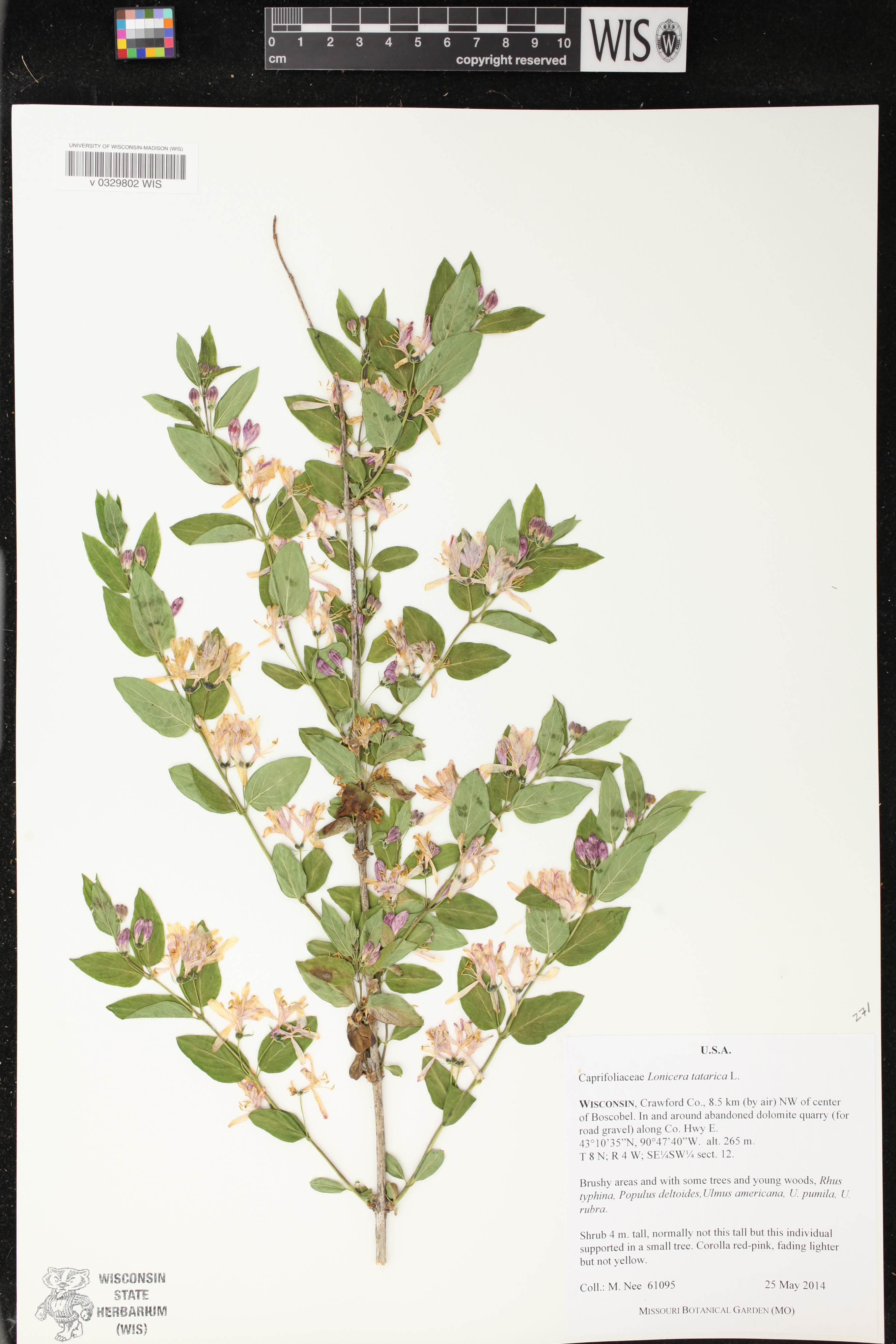 Lonicera tatarica image