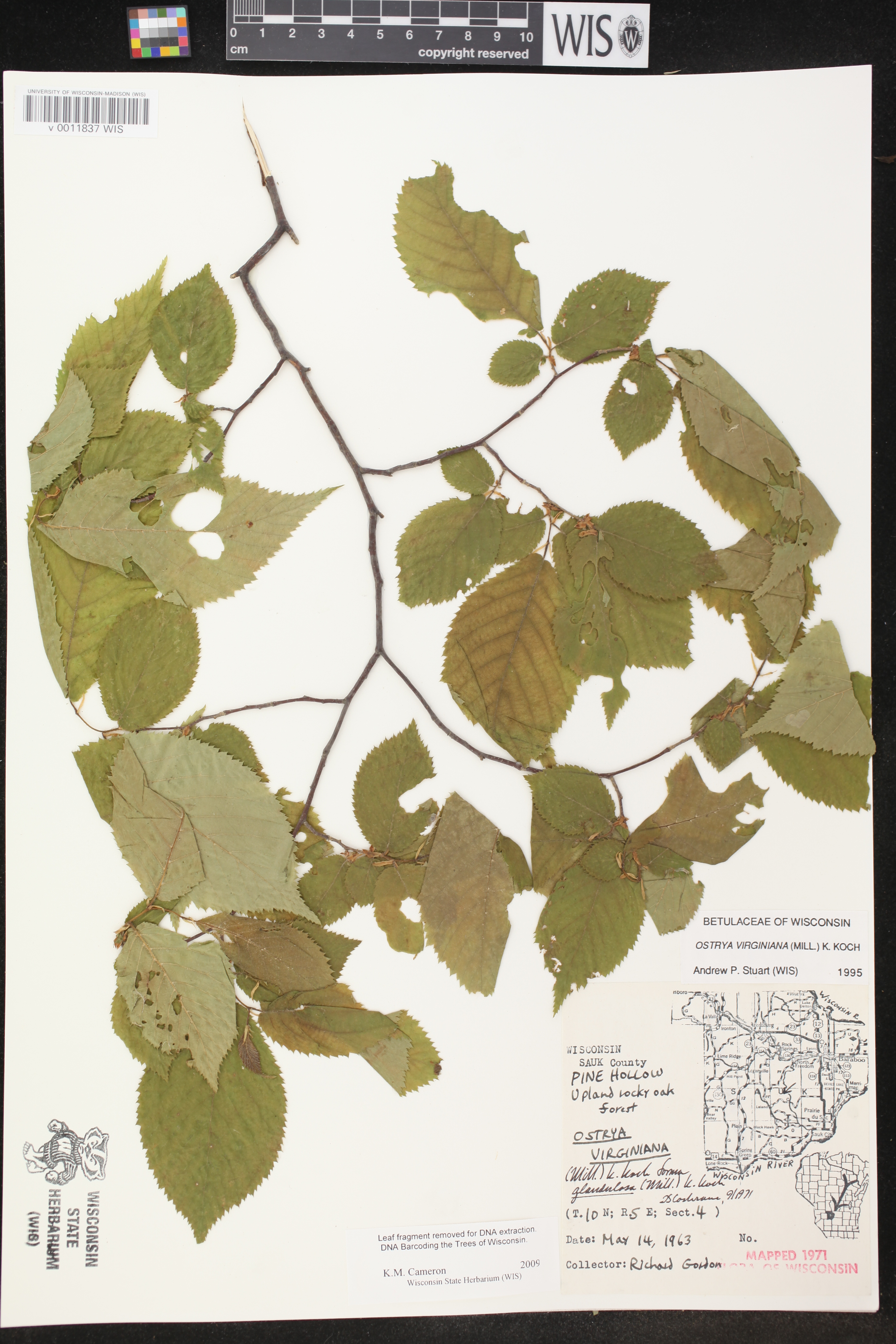 Ostrya virginiana image